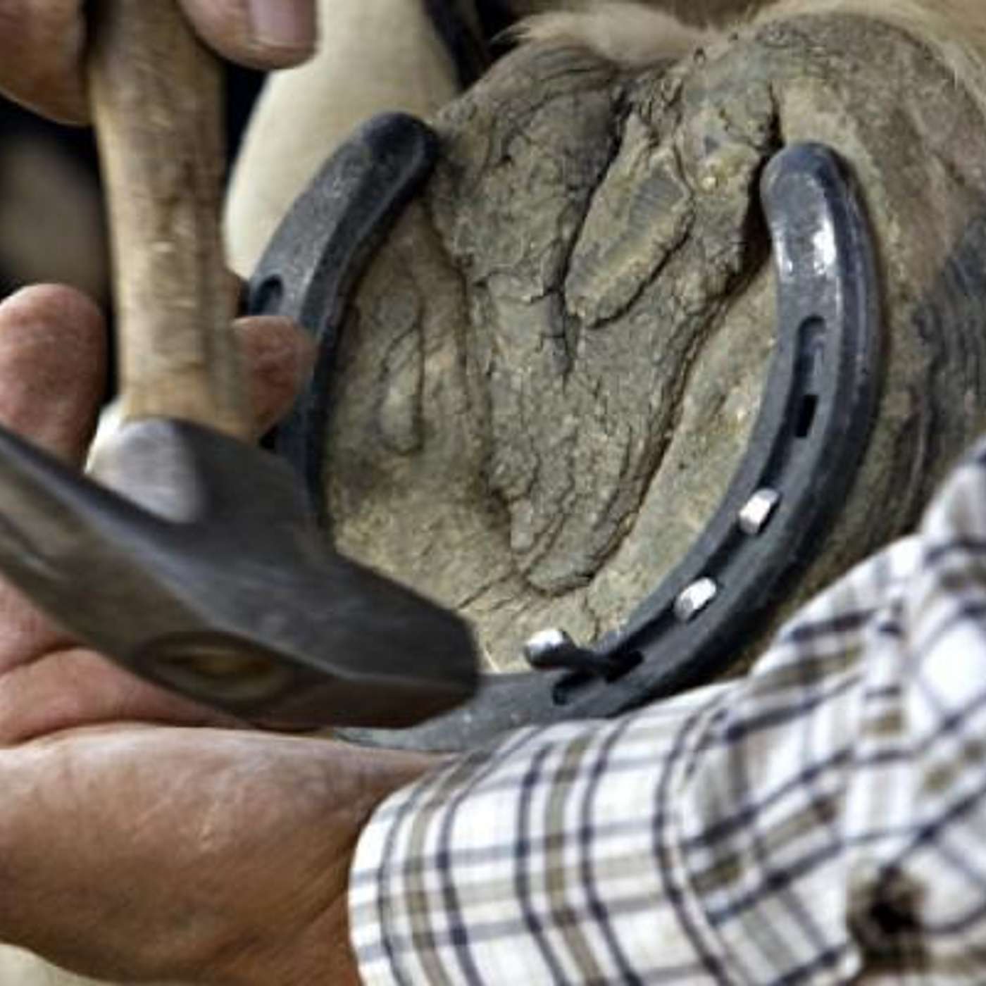 MULE TALK! THE PODCAST ABOUT MULES, MULE TRAINING, AND THE MULE INDUSTRY.