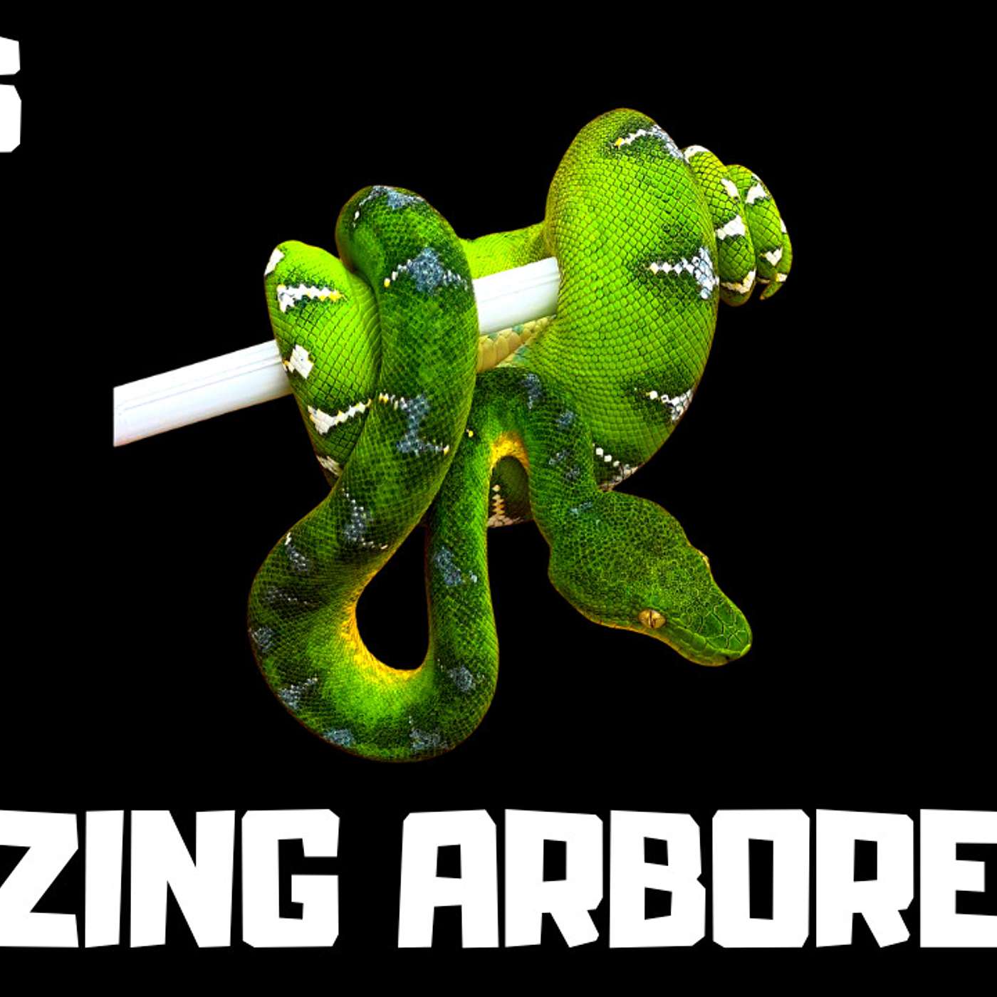 Alex Warren talks about working for Bill Stegall & getting into Emerald Tree Boas