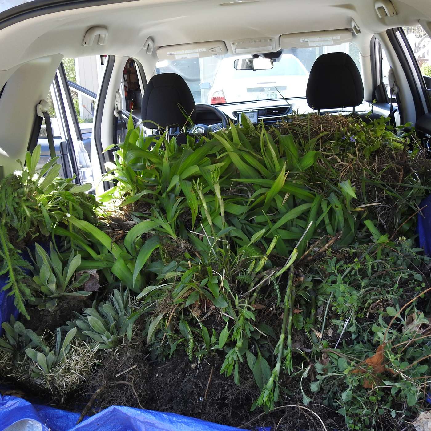 MOTHER LODE
