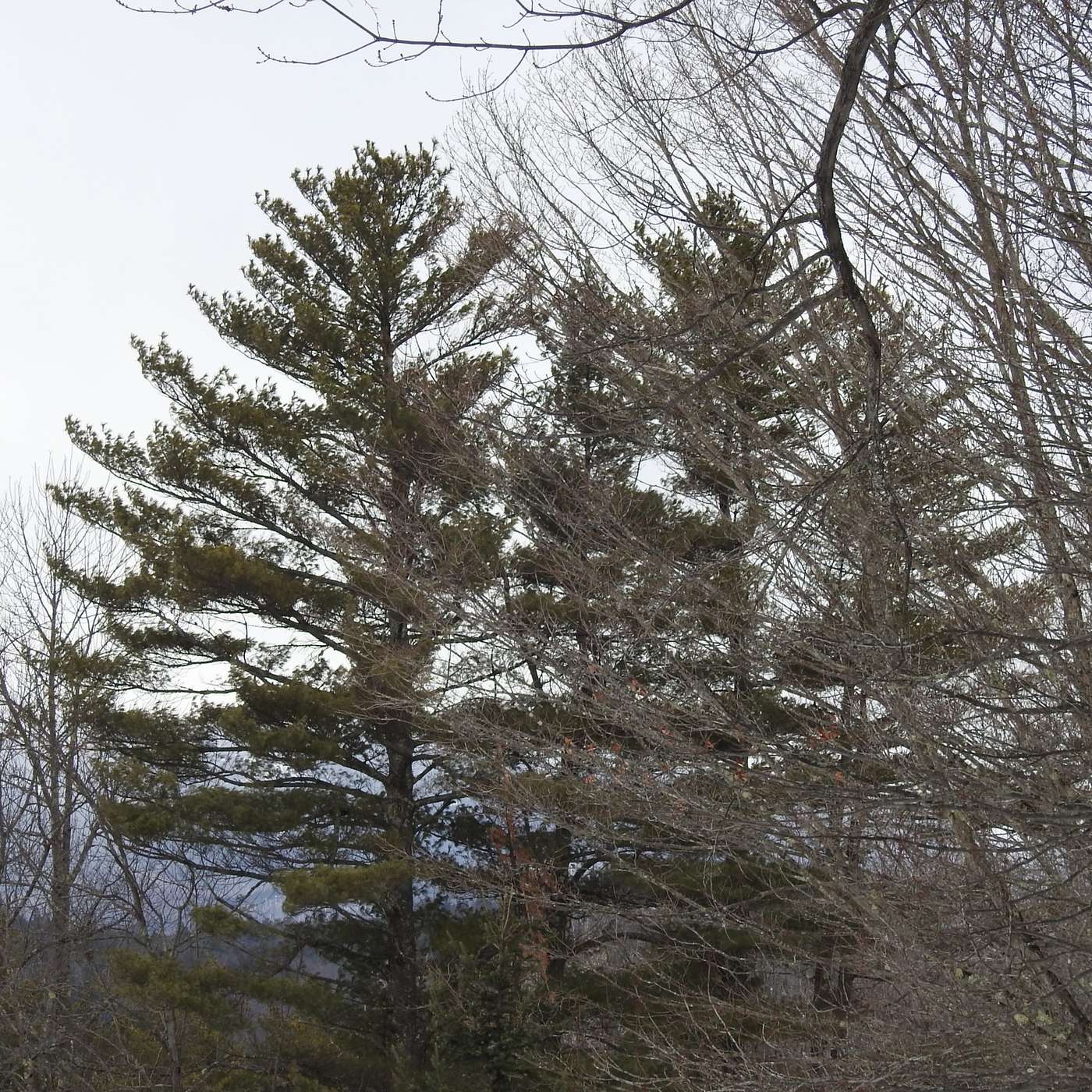 MARCH 1 METEOROLOGICAL SPRING