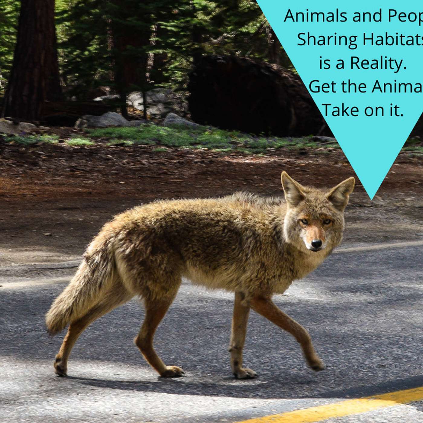 Sharing Habitat: Yours, Mine or Ours?