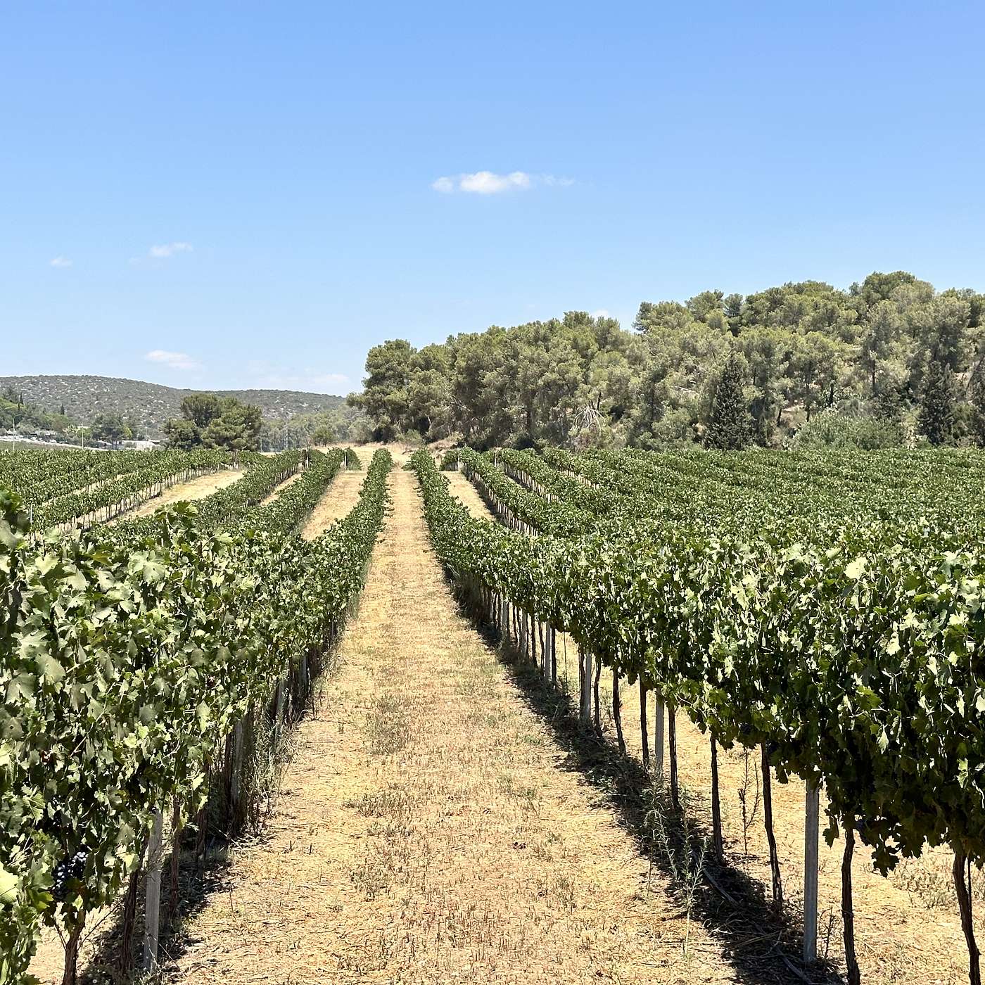 Heart and Soil: Creating a Vineyard in Nechusha with Nadav Jesselson