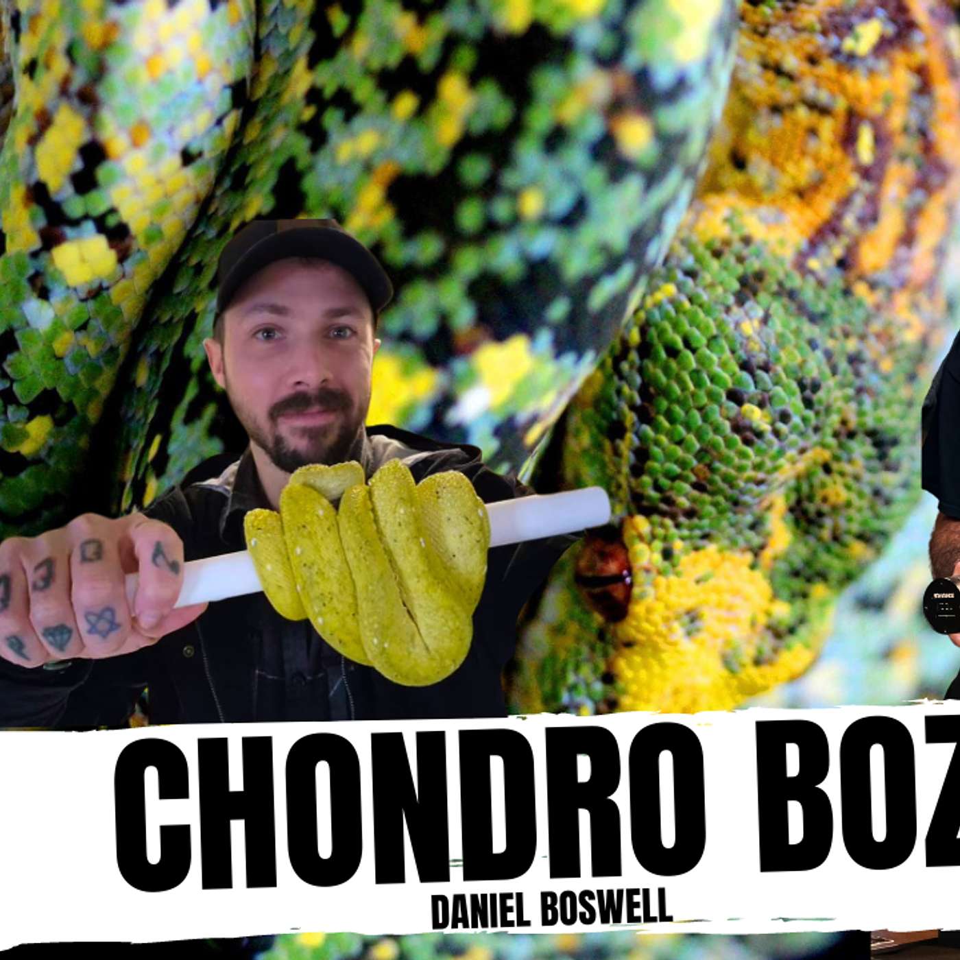 ONE OF THE BEST GREEN TREE PYTHON BREEDERS OUT OF AUSTRALIA | ALL IN THE TREE TUESDAY LIVE