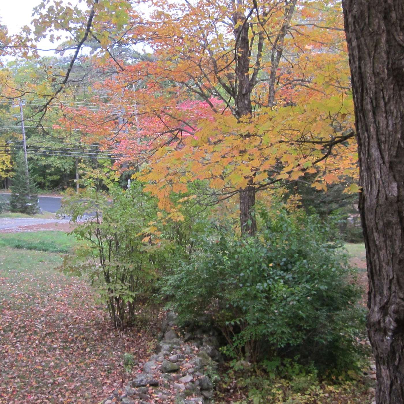 LOOKING OUT MY WINDOW