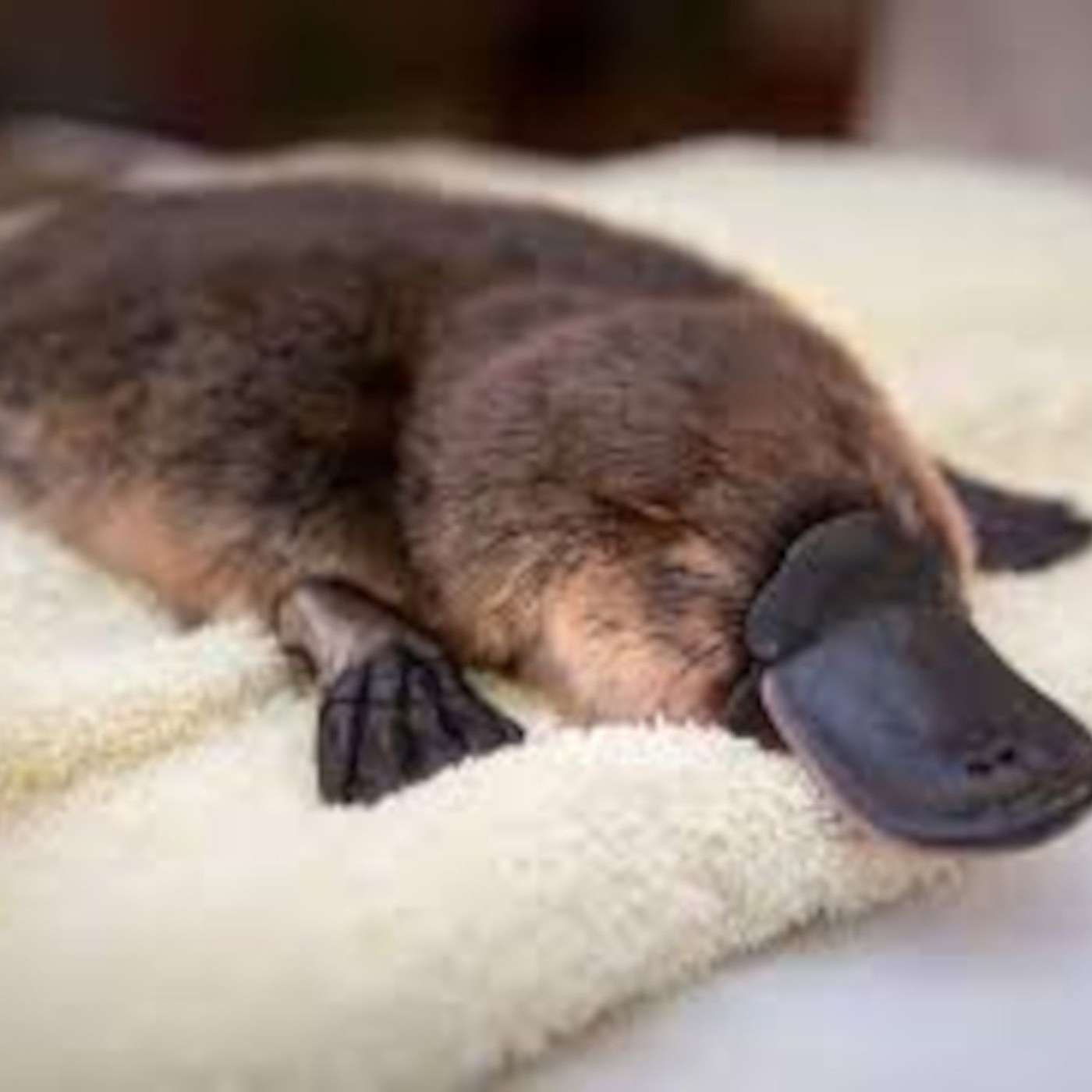 Platypus&Chill 🦫🧪Weird Facts, Evolution, Science & Stories from the Strangest Mammal on Earth 🌏💬