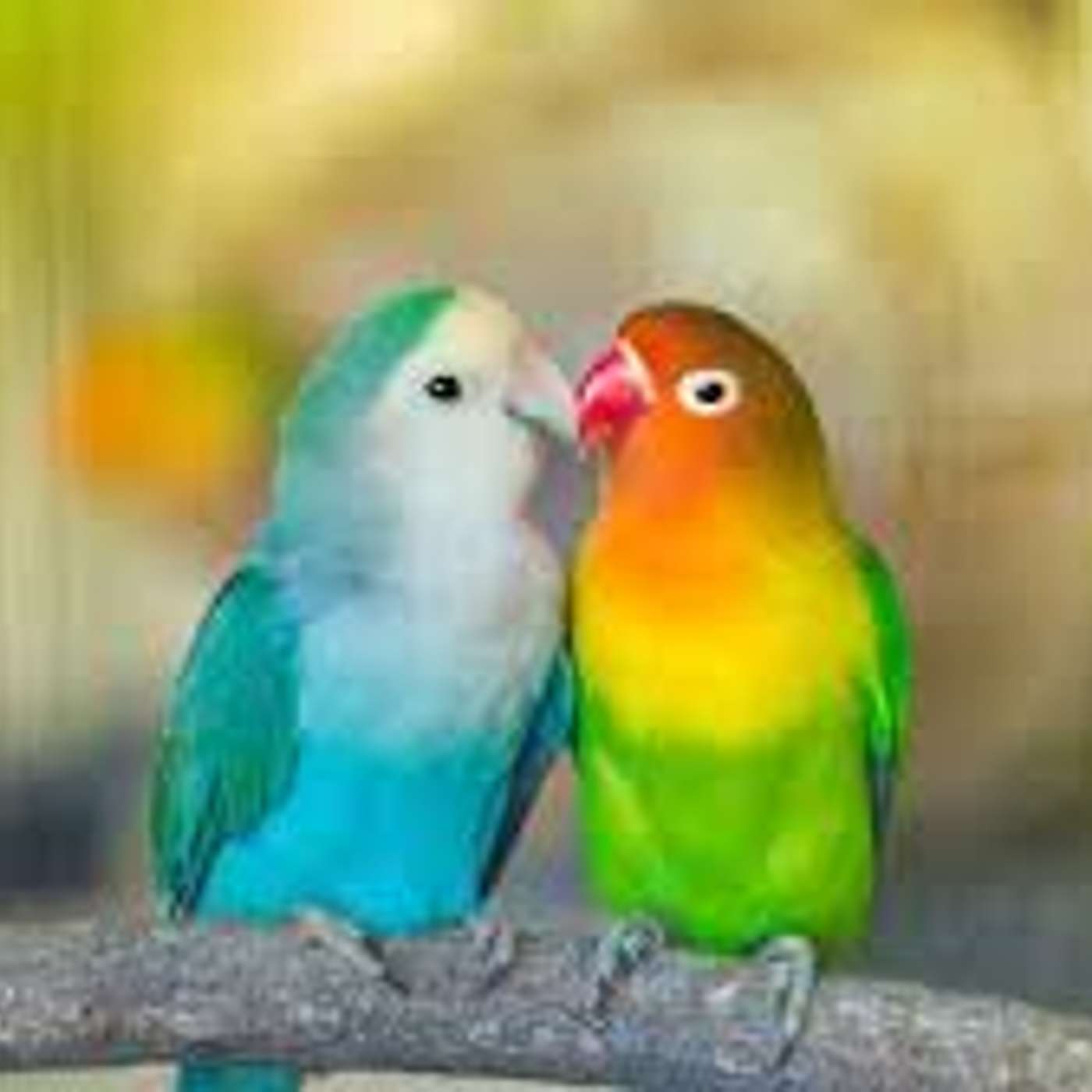 San Valentino: i sentimenti negli animali di Lucia Orlandi e Mara Generali San Valentino: i sentimenti negli animali di Lucia Orlandi e Mara Generali