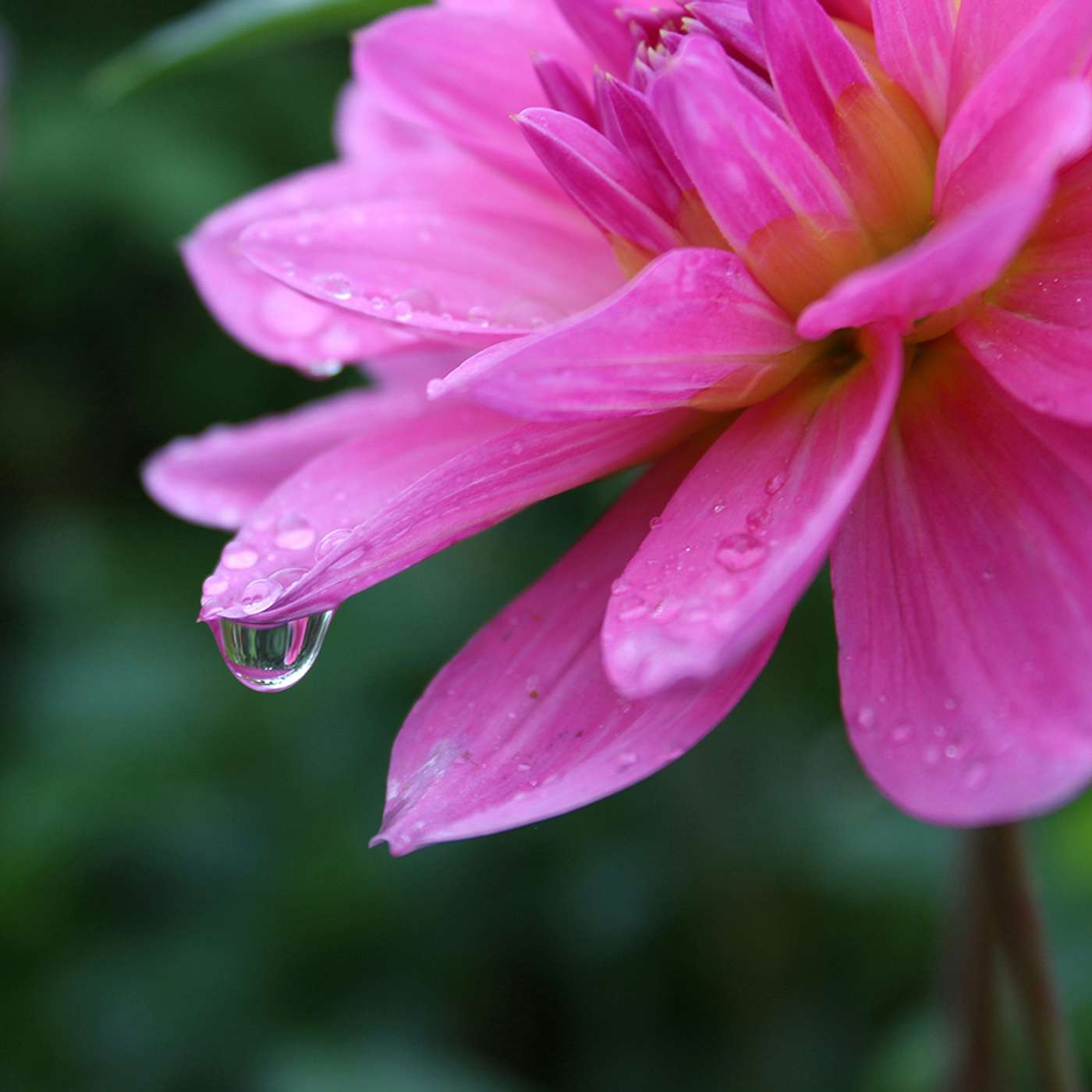 What it Means to Flourish Like a ‘Watered Garden’