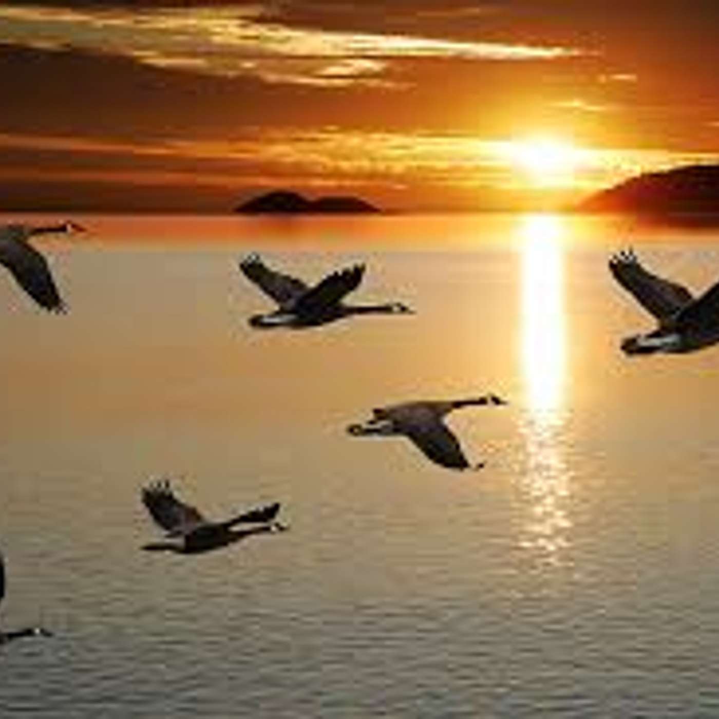 Homily for Pentecost - Holy Spirit Goose Homily for Pentecost - Holy Spirit Goose