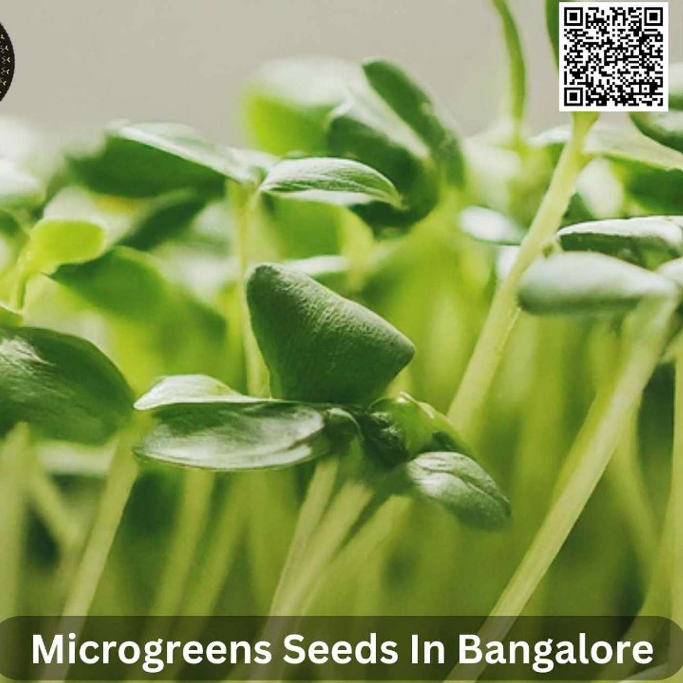 Microgreens Seeds in Bangalore: Your Ultimate Guide to Growing Fresh Greens