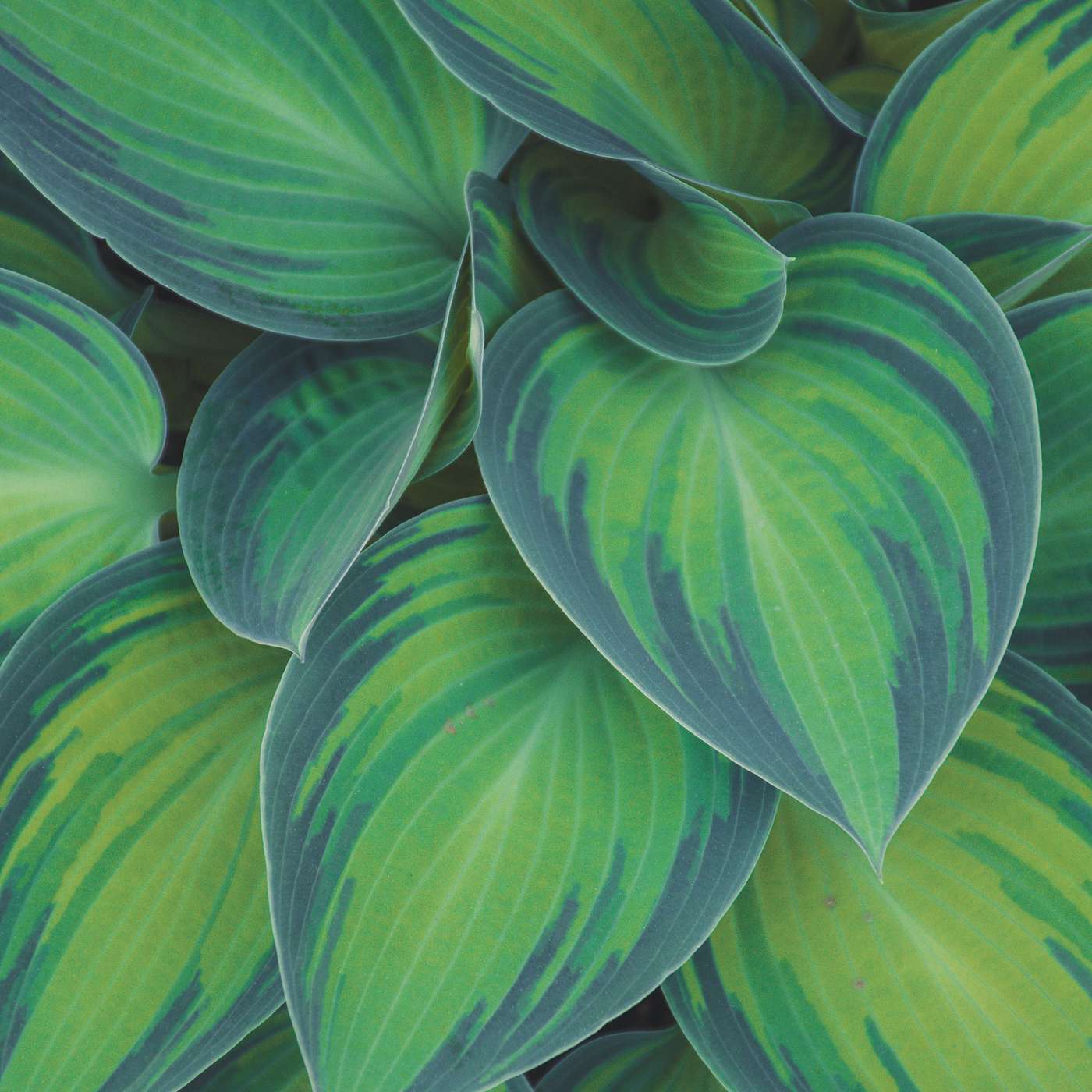 Rethinking Salvation