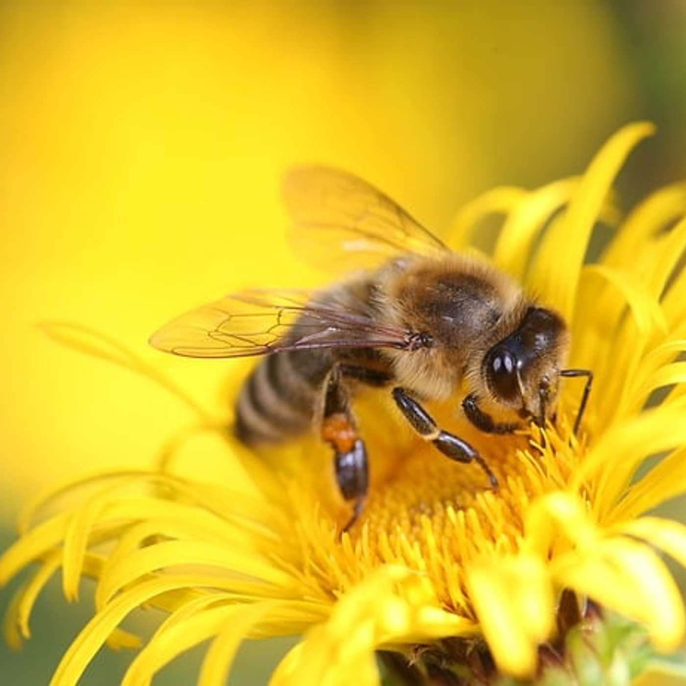 180_Is Honey Really Be Vomit?..And Other Interesting Food Facts.