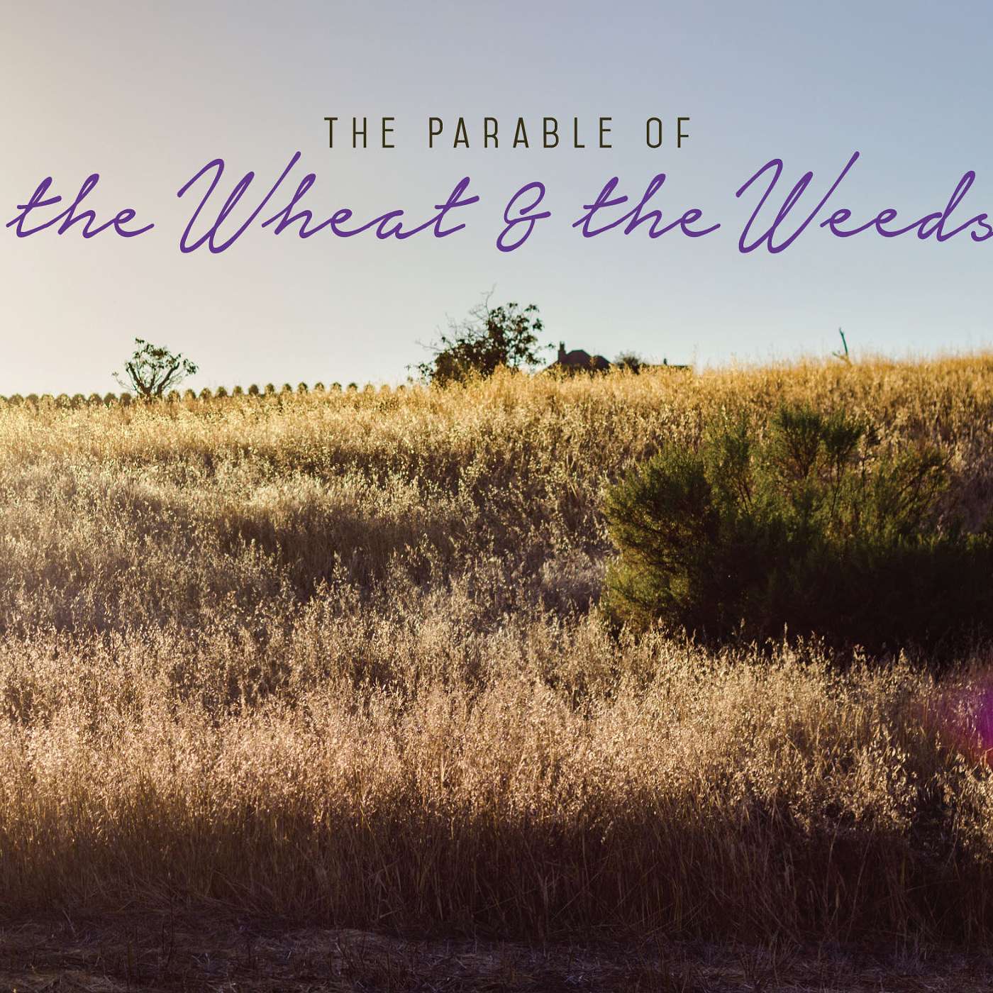 7-23-23: The Parable of the Wheat & the Weeds: Second Instincts episode artwork
