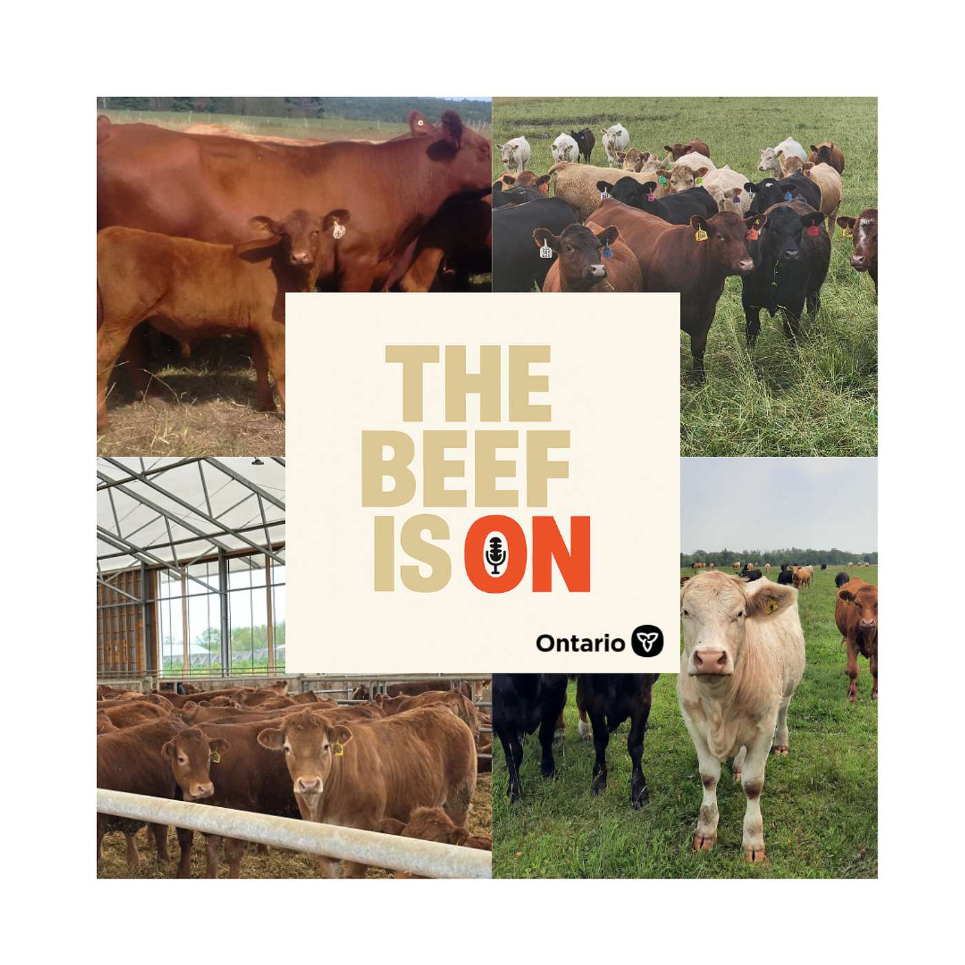 The Beef is ON