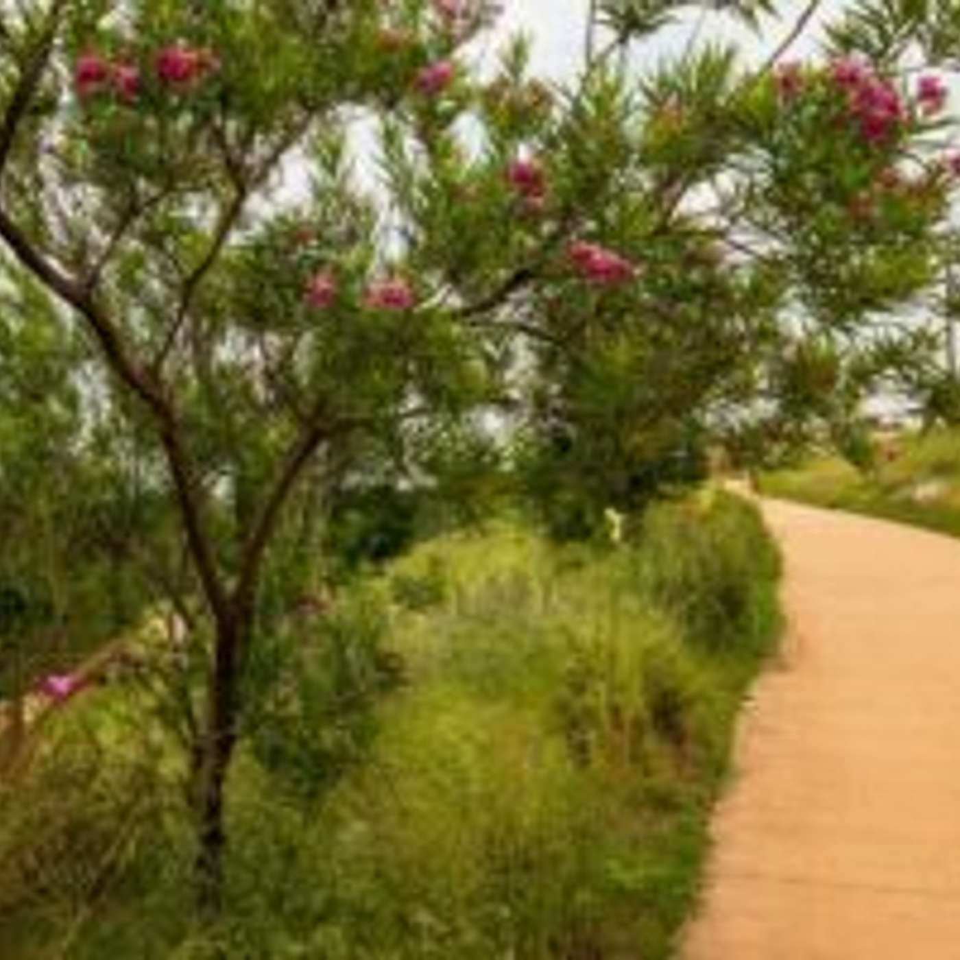 Curbside Brush Collection Service in Prescott