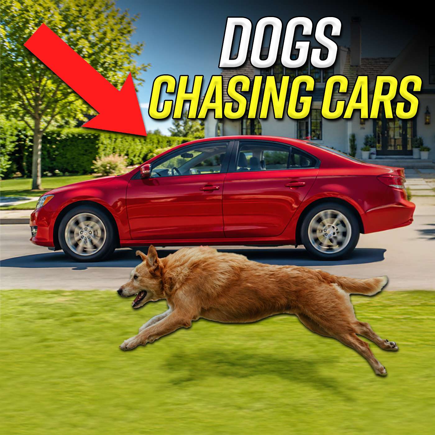 #163 Why Treats Will Fail: How to Stop a Dog Chasing Cars