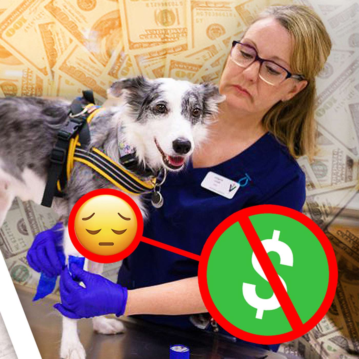 The Financial Wage Problem In The Veterinary Industry