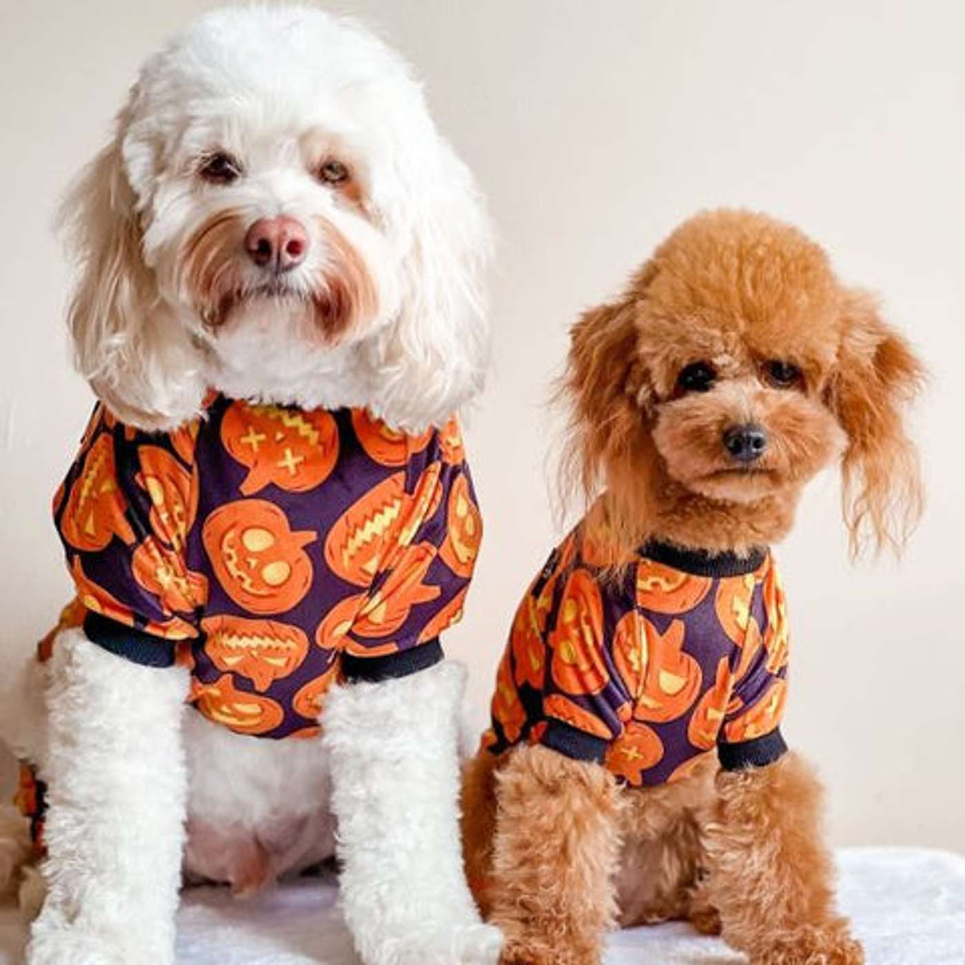 HOW TO HOST A DOG-FRIENDLY HALLOWEEN PARTY？