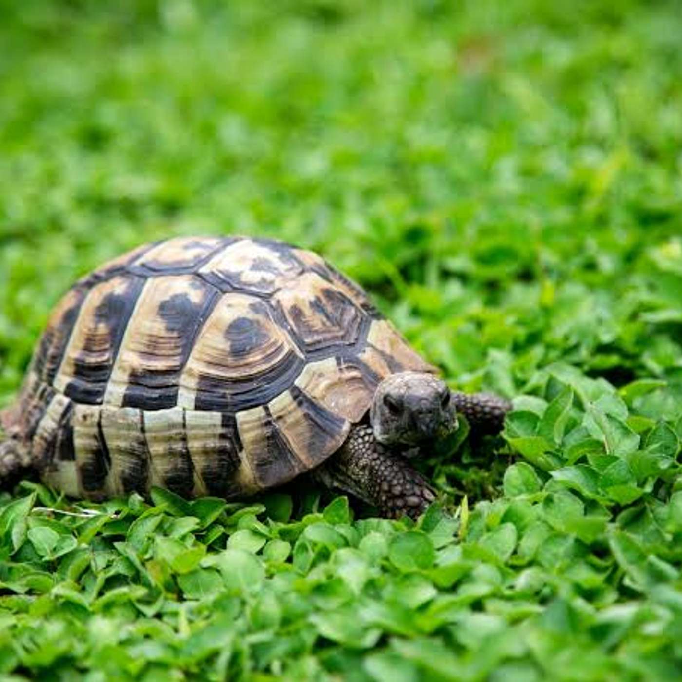Brave little Tortoise episode artwork