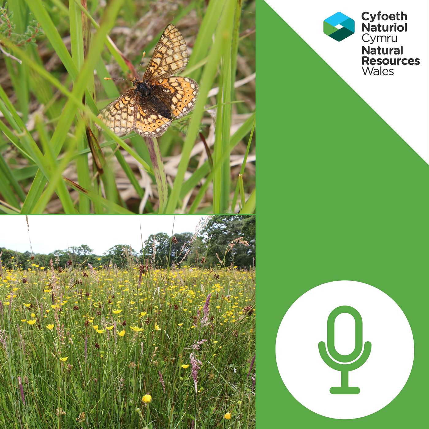 Cyfoeth: Podlediad Amgylchedd Cyfoeth Naturiol Cymru