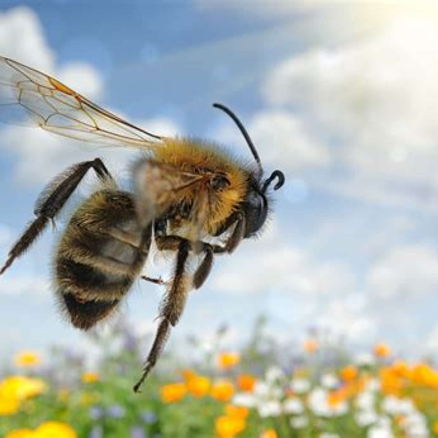 Bees, still in trouble....