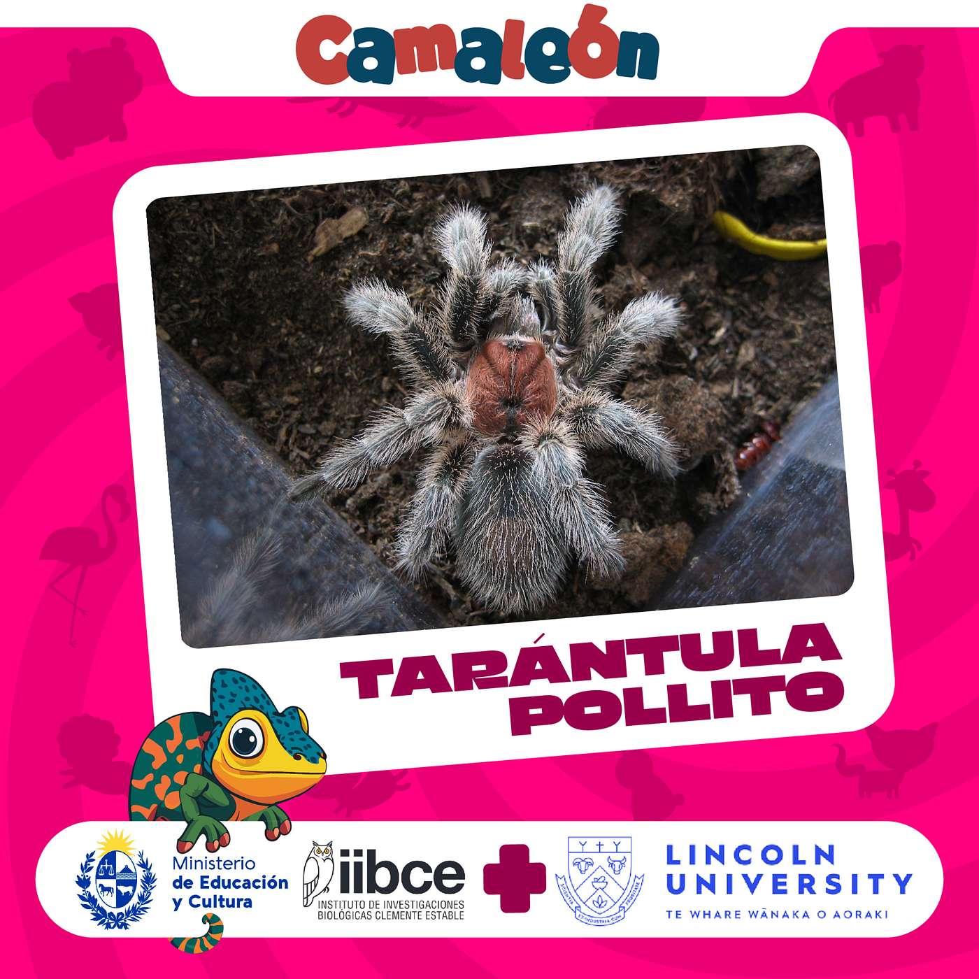 Tarántula Pollito: Desde su Muda Hasta la Madurez episode artwork