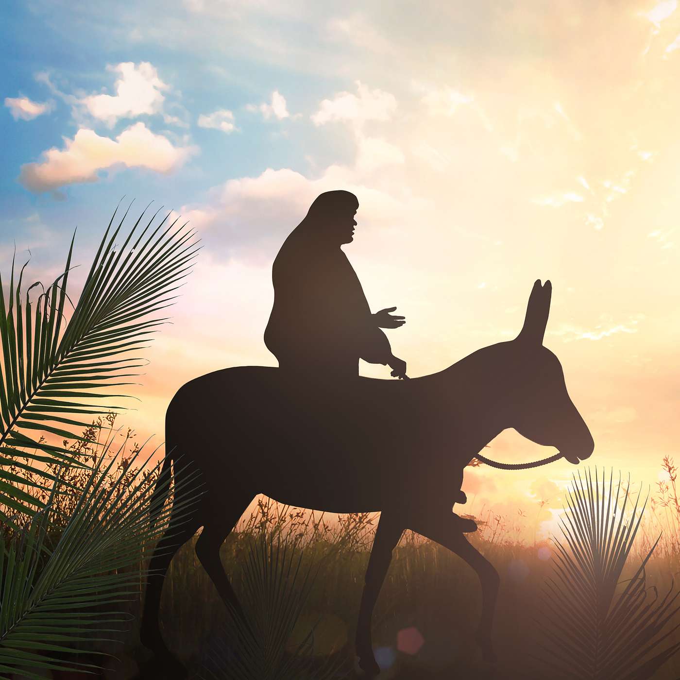 Palm Sunday: The King is Coming (John 12: 12-15) episode artwork