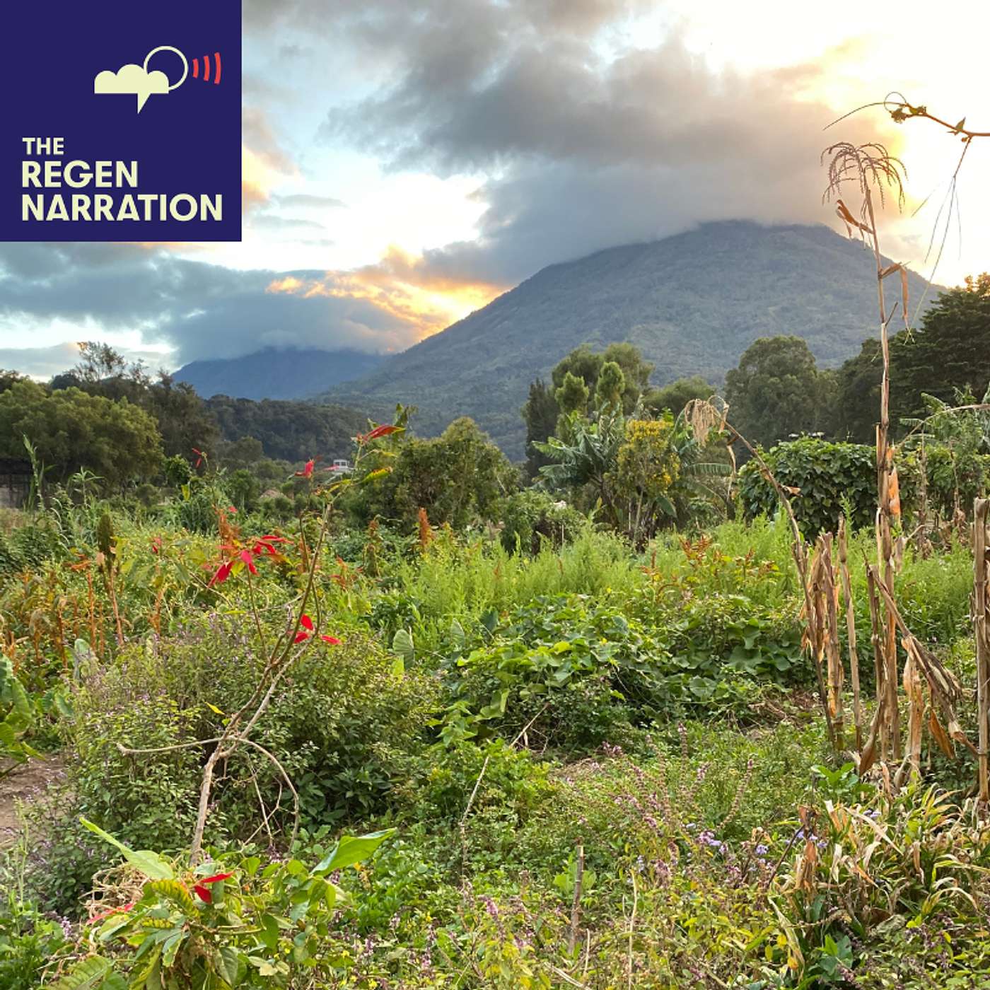 Preview: A Return To Mayan Country to Launch Four Stories Of Regeneration