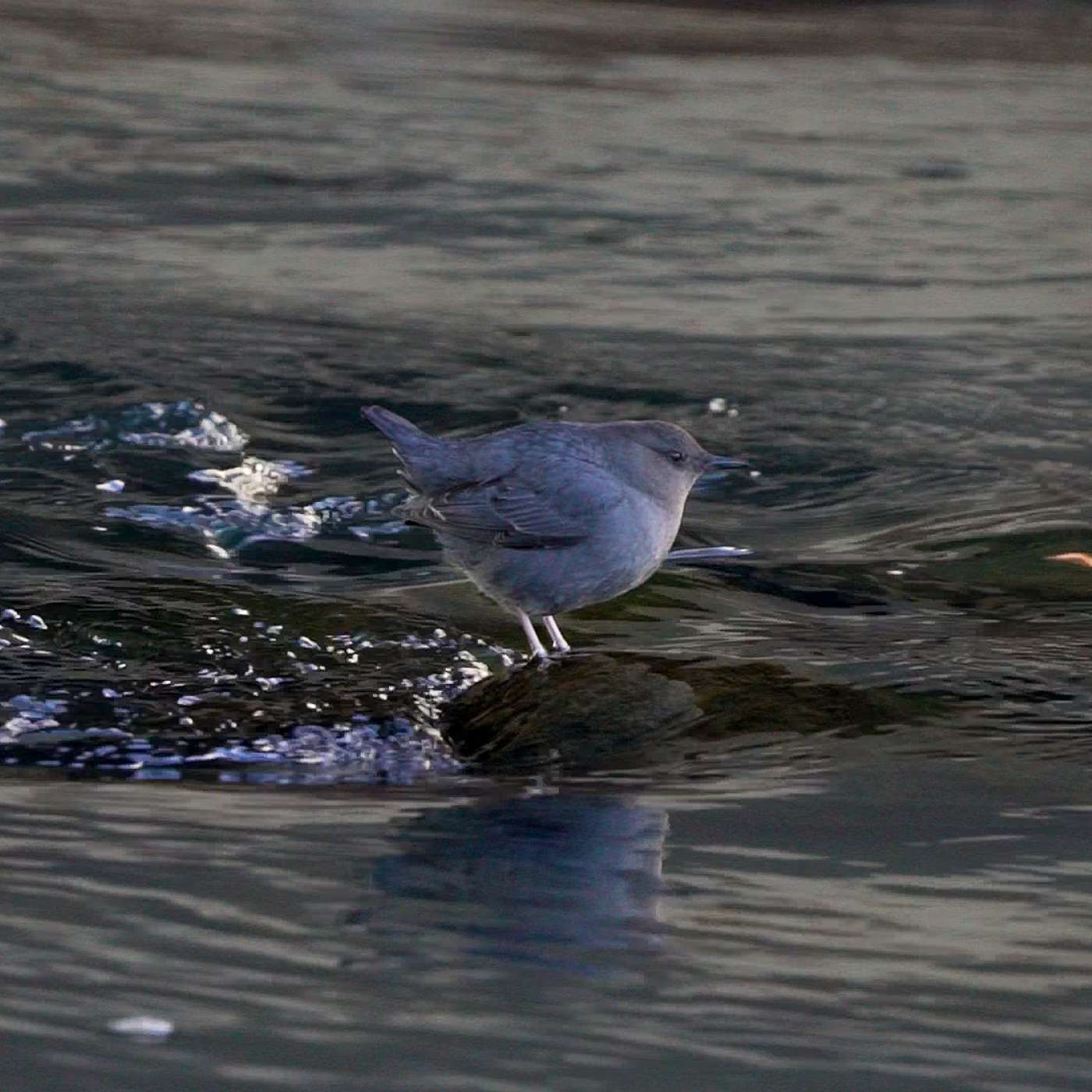 Counting Dippers to Gauge Animas River Health episode artwork