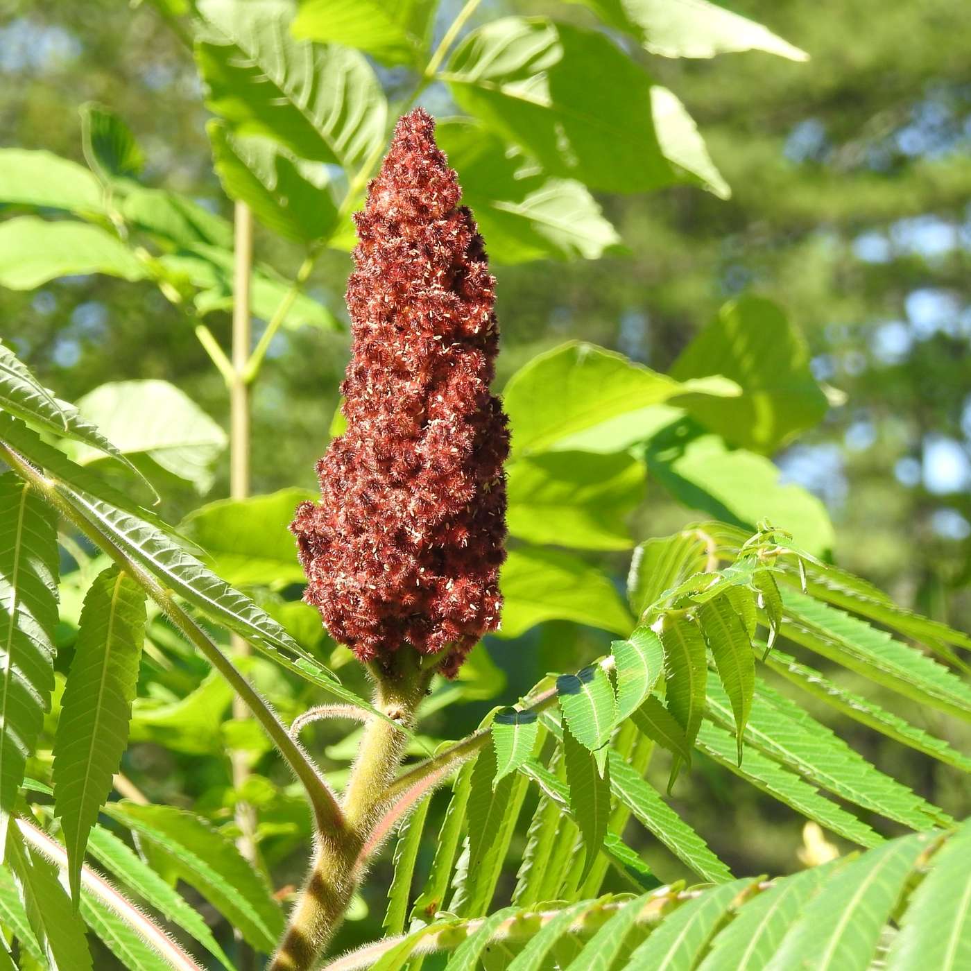 THE SUMAC ARE IN BLOOM