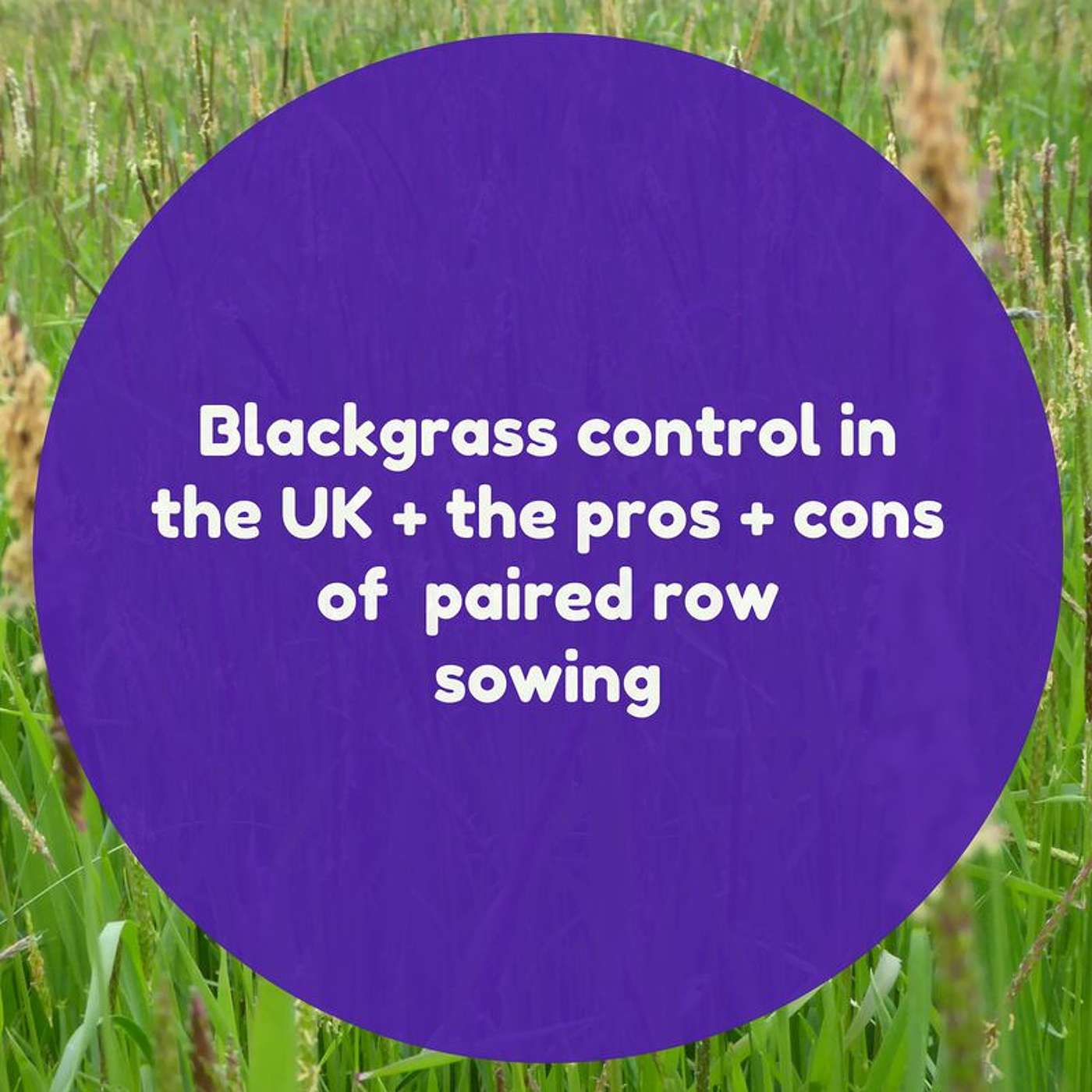 Blackgrass control in the UK and the pros and cons of paired rows