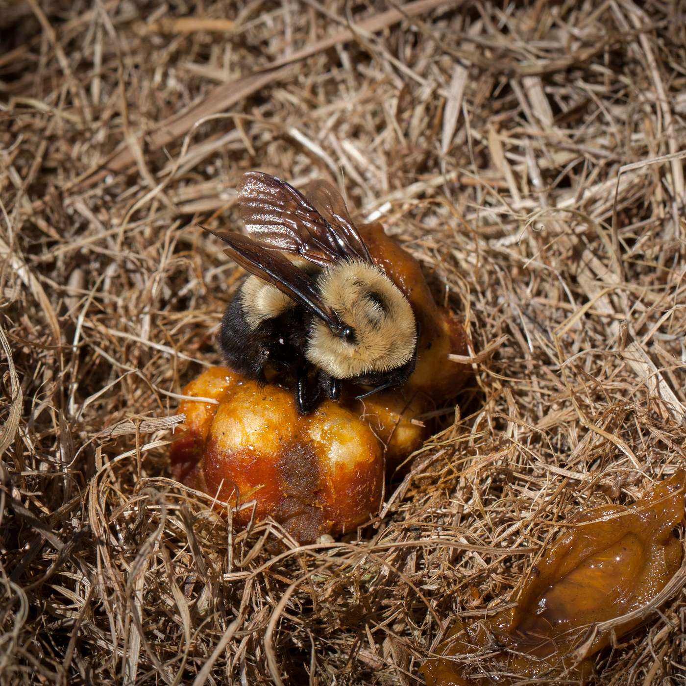 The Secret Lives of Bumble Bees: Nesting and Overwintering