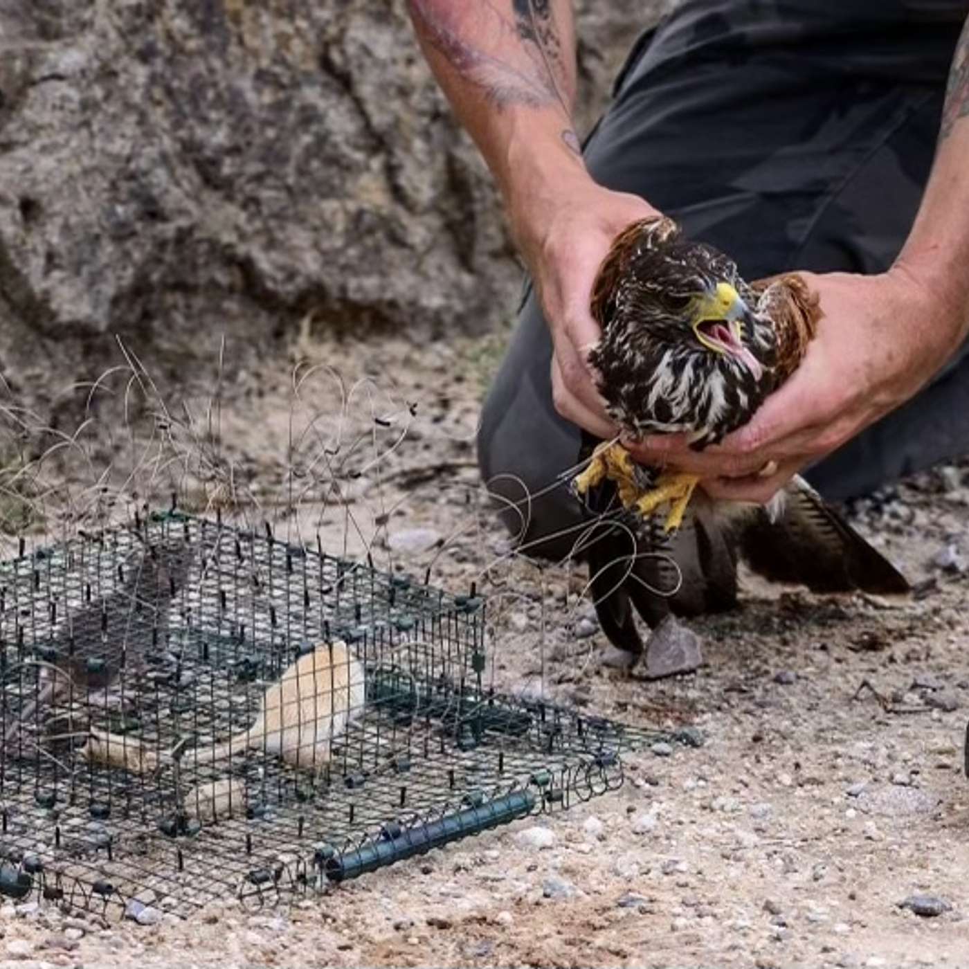 Episode 46: Wild Hawk Trapping