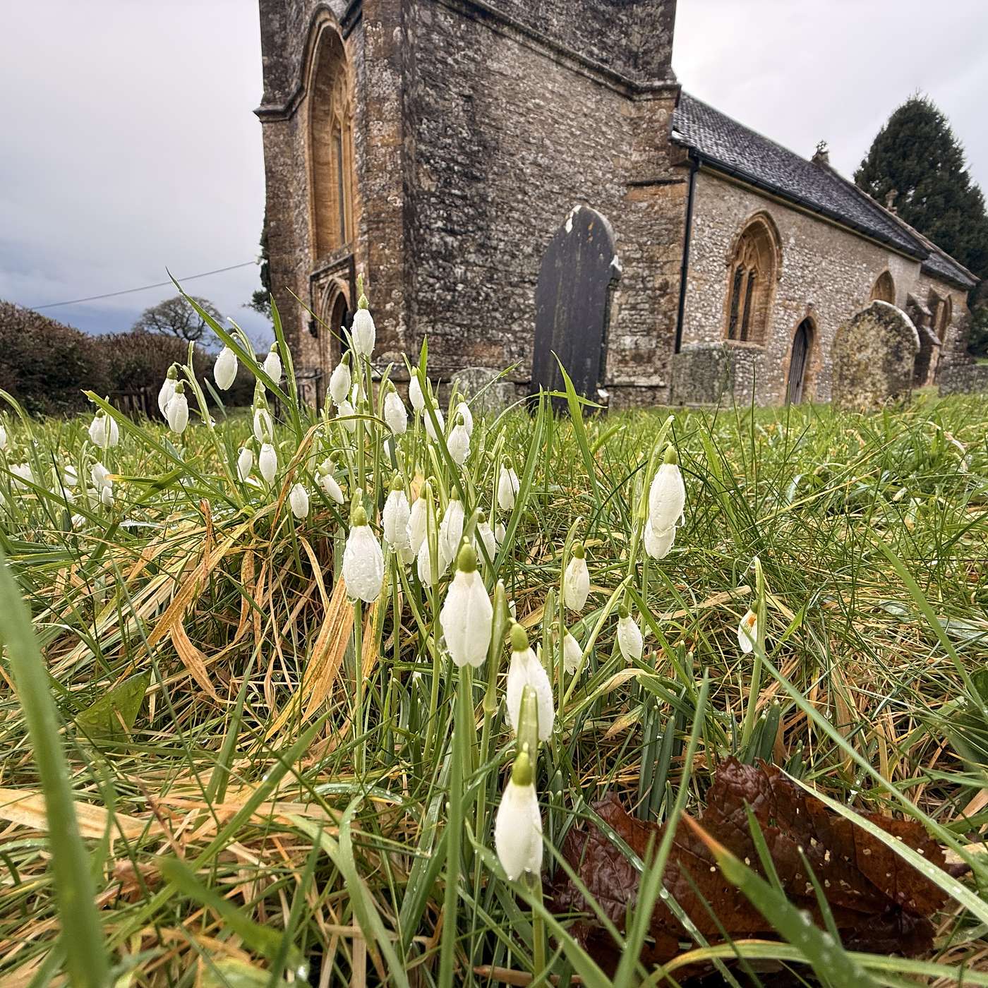 We visit a Dorset Church; Meet Puppies; and B.Rudge Ch.XIII (bit of overlap);