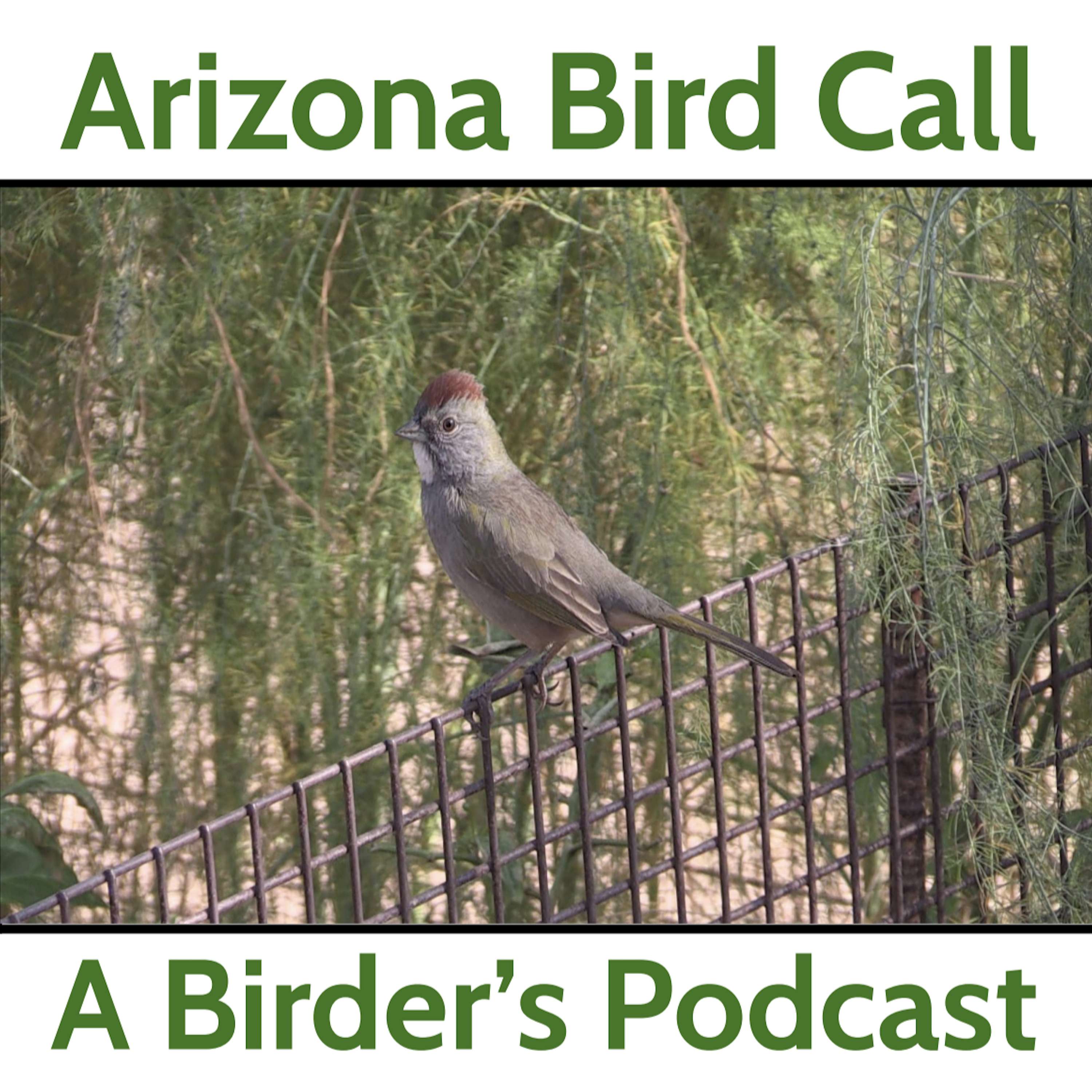 Arizona Bird Call