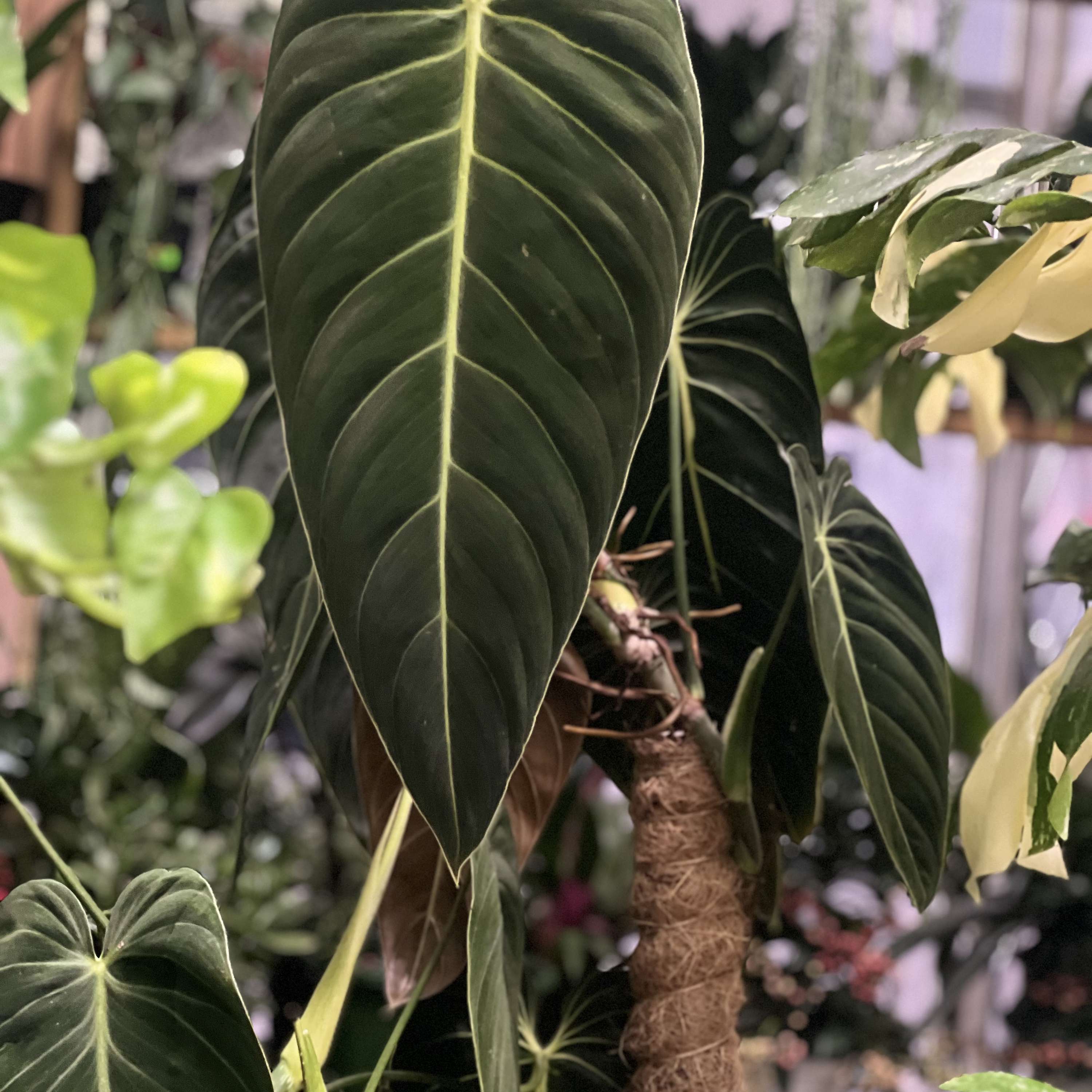 Planty Reality