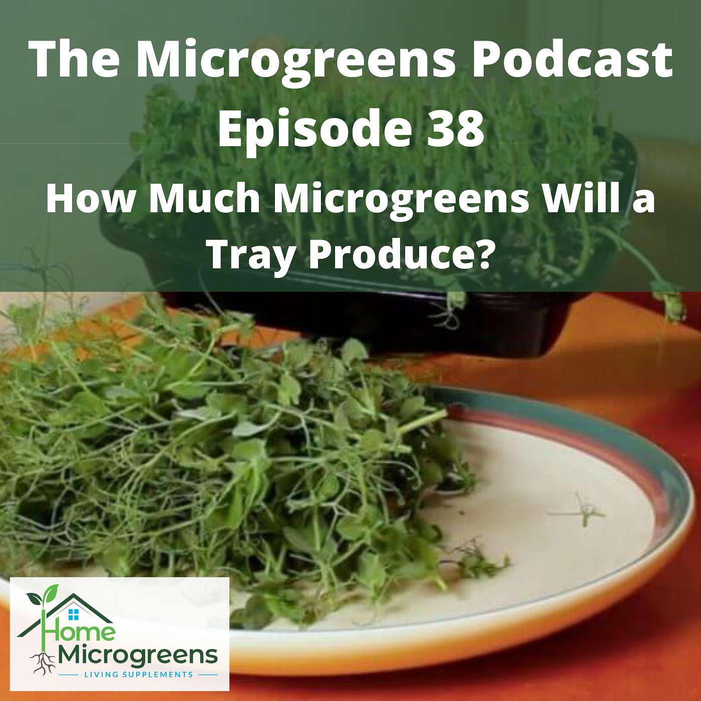 How Much Microgreens Will a Tray Produce?  Microgreens Yield Per Tray