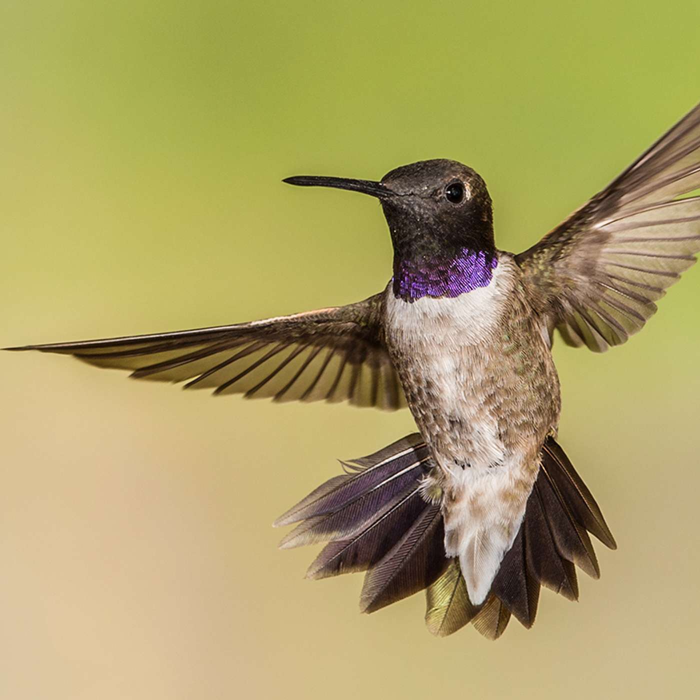 Alice Madar - A Conversation About Hummingbirds
