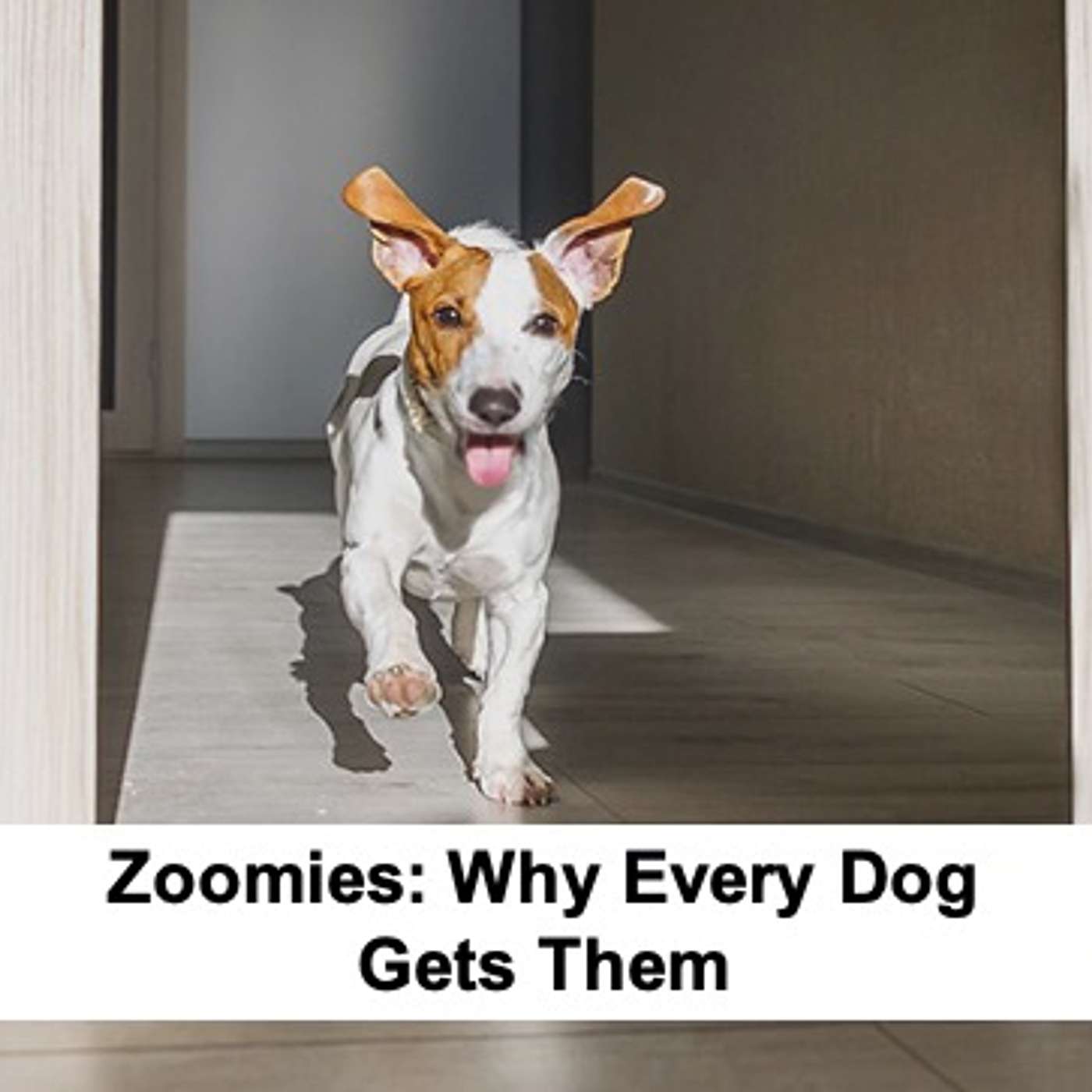 Zoomies: Why Every Dog Gets Them