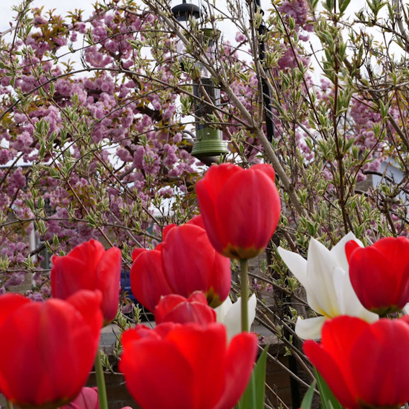 So many plants to choose from but which ones will give your garden the edge?