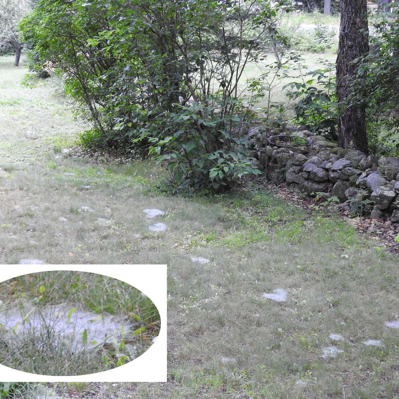 SPIDERWEBS IN THE GRASS