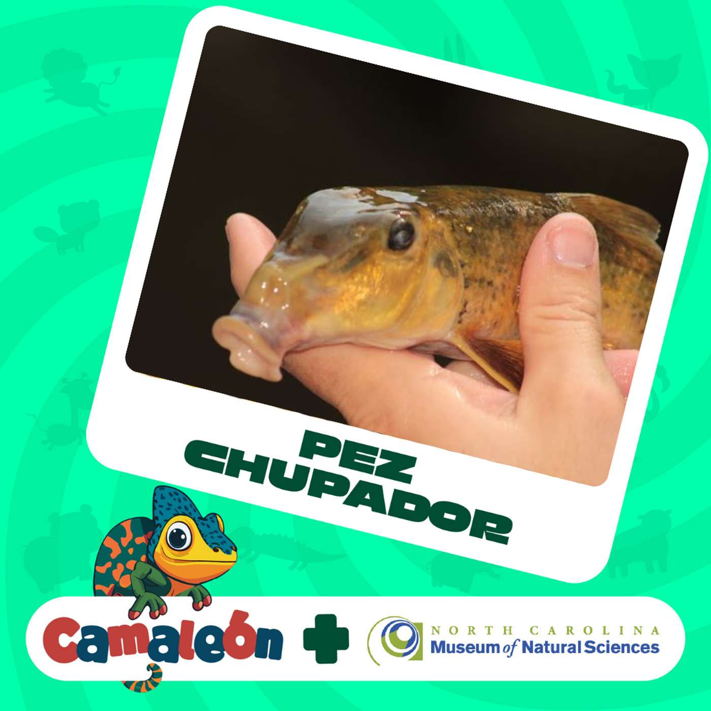 Hog Sucker: El Pez Chupador con Cara de Cerdo episode artwork