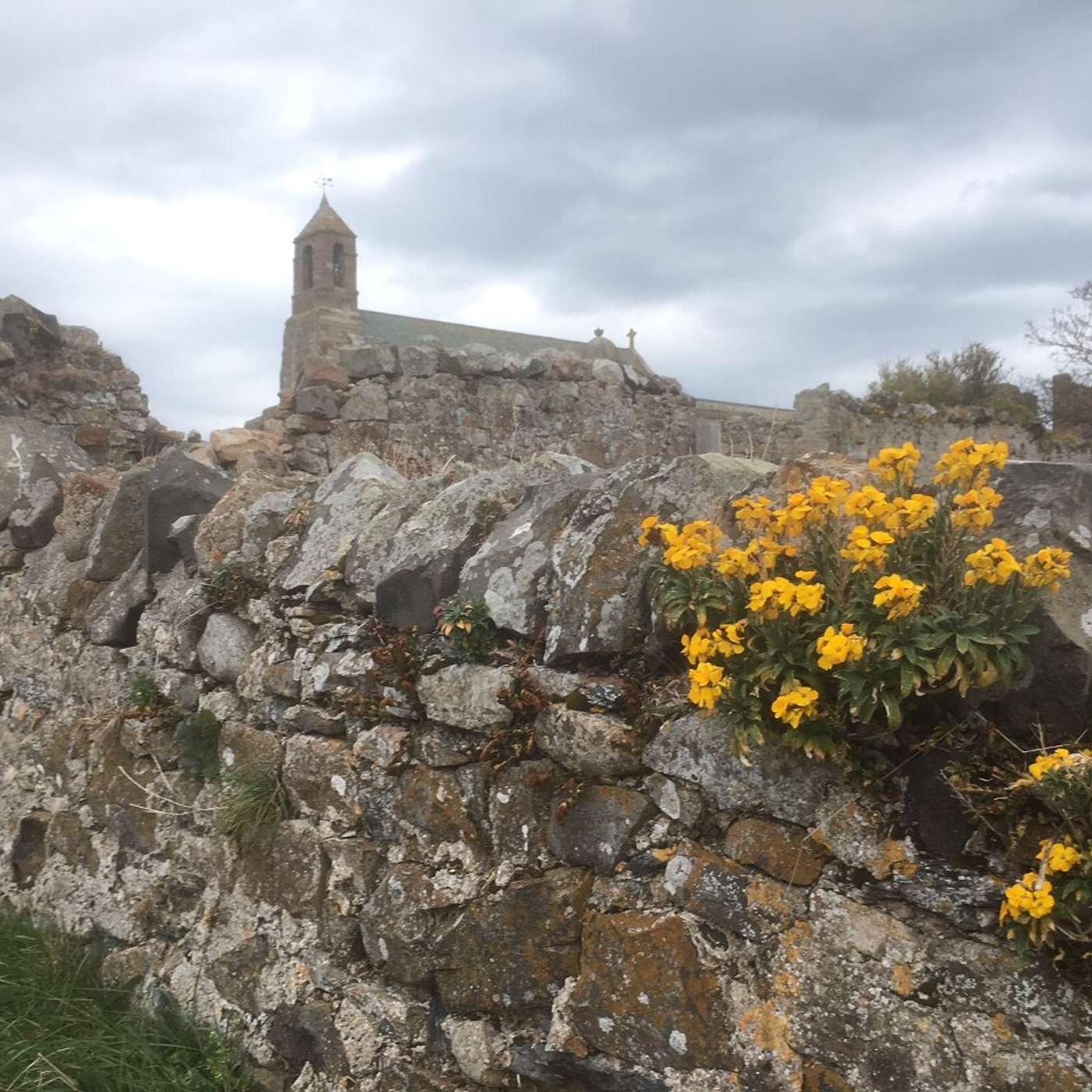 Pruning, eider ducks & a Pele Tower episode artwork