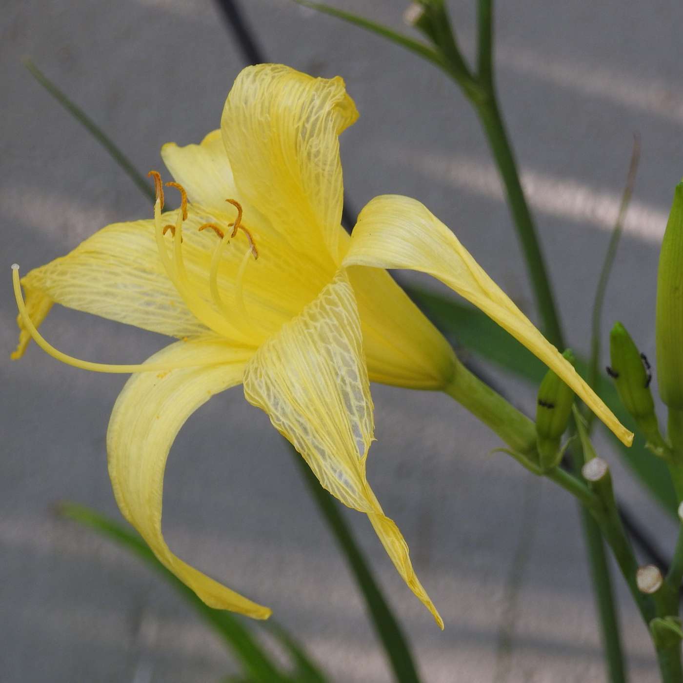 MID SUMMER YELLOW