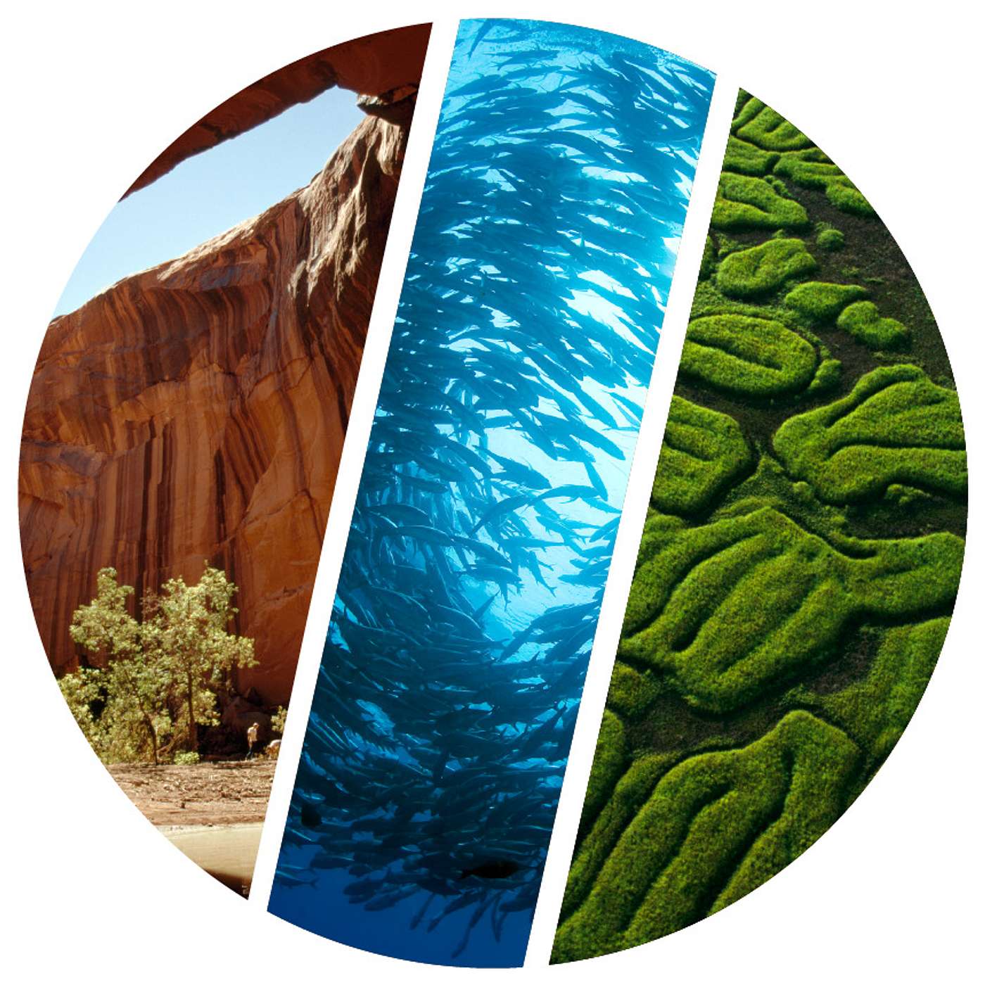 Earth's Biodiversity Is In Danger of Collapse