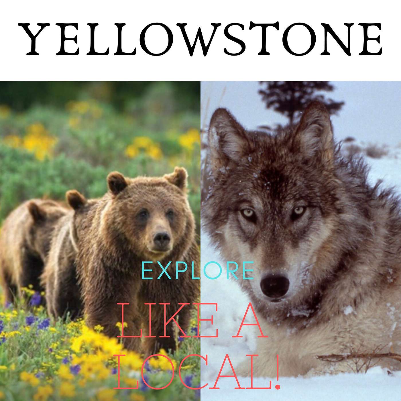 Explore Yellowstone Like a Local! Save TIME & MONEY on your Yellowstone Vacation.