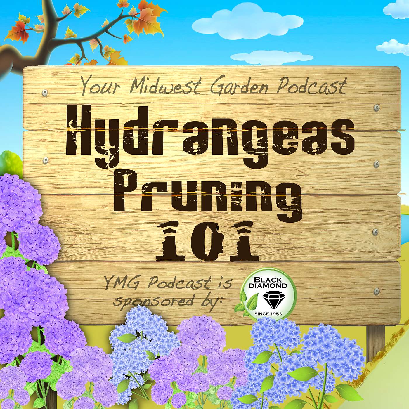 Hydrangeas - Pruning 101