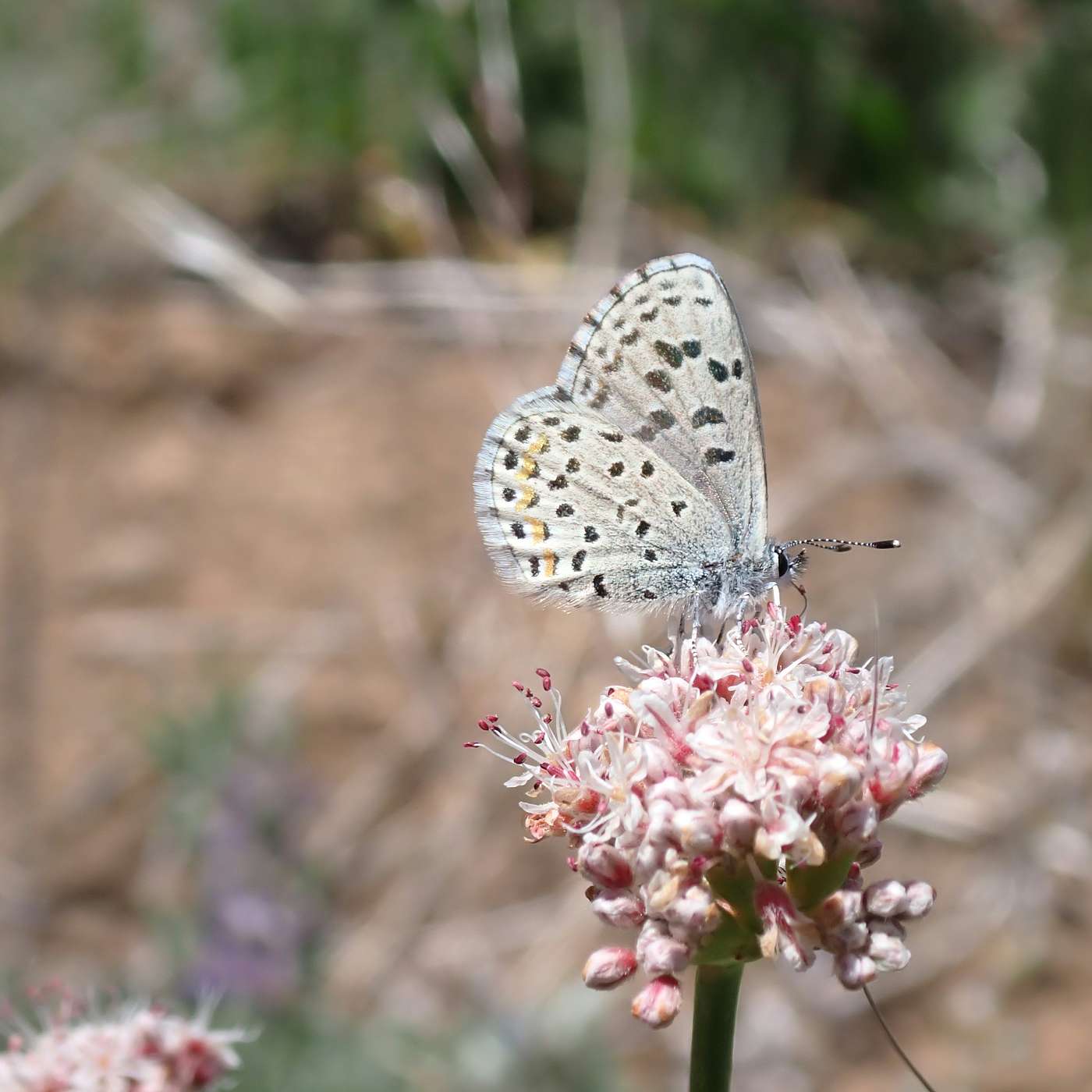 Hidden in Plain Sight: Pesticide Contamination in Butterfly Host Plants