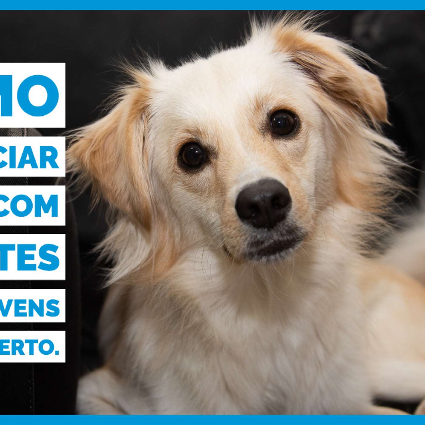 http://Como gerenciar a vida com filhotes e cães jovens do jeito certo.