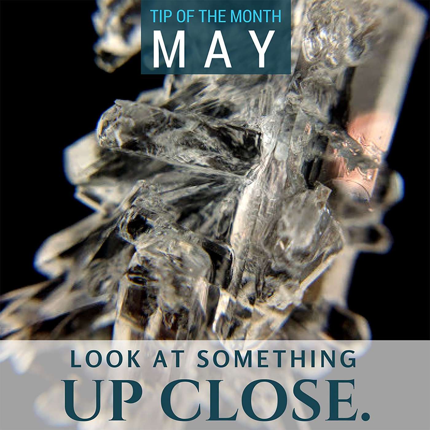 Get Up Close {Homeschool Science Tip of the Month May 2017} episode artwork