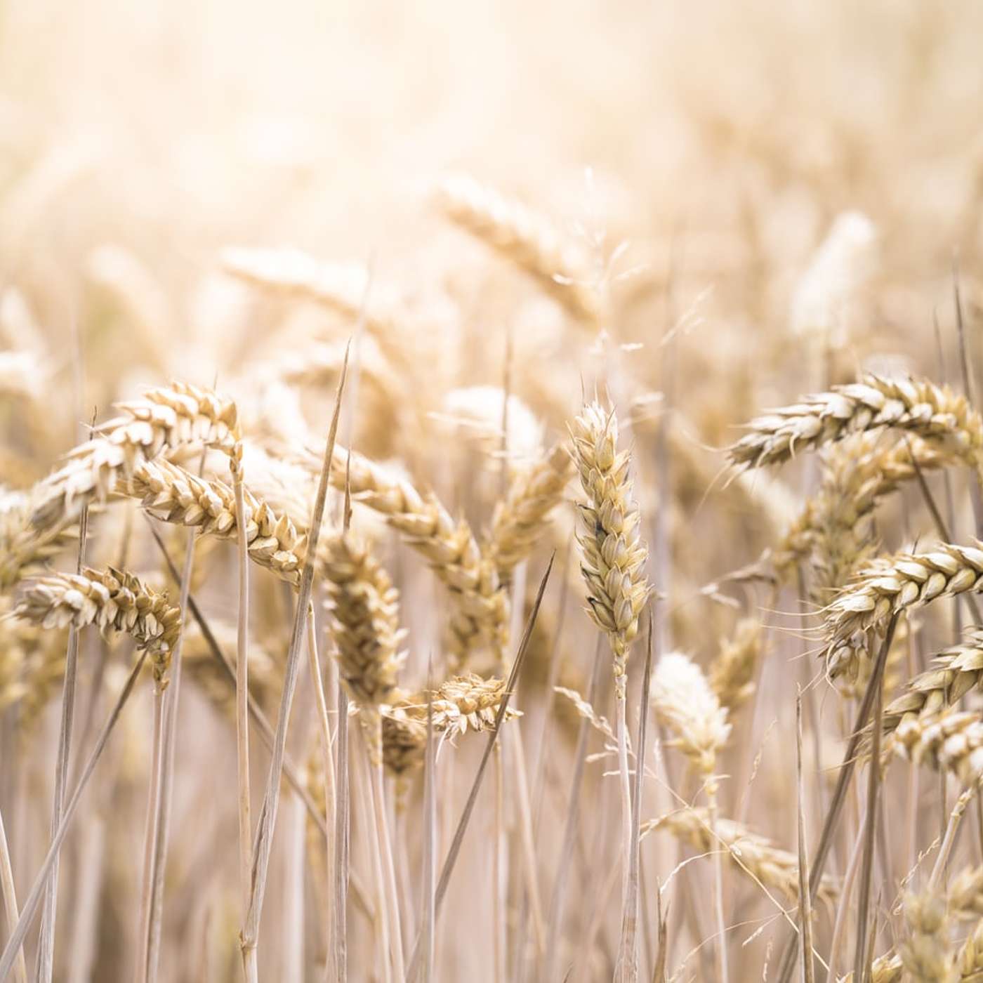 Sunday Service Podcast August 9th – Make Hay While the Sun Shines